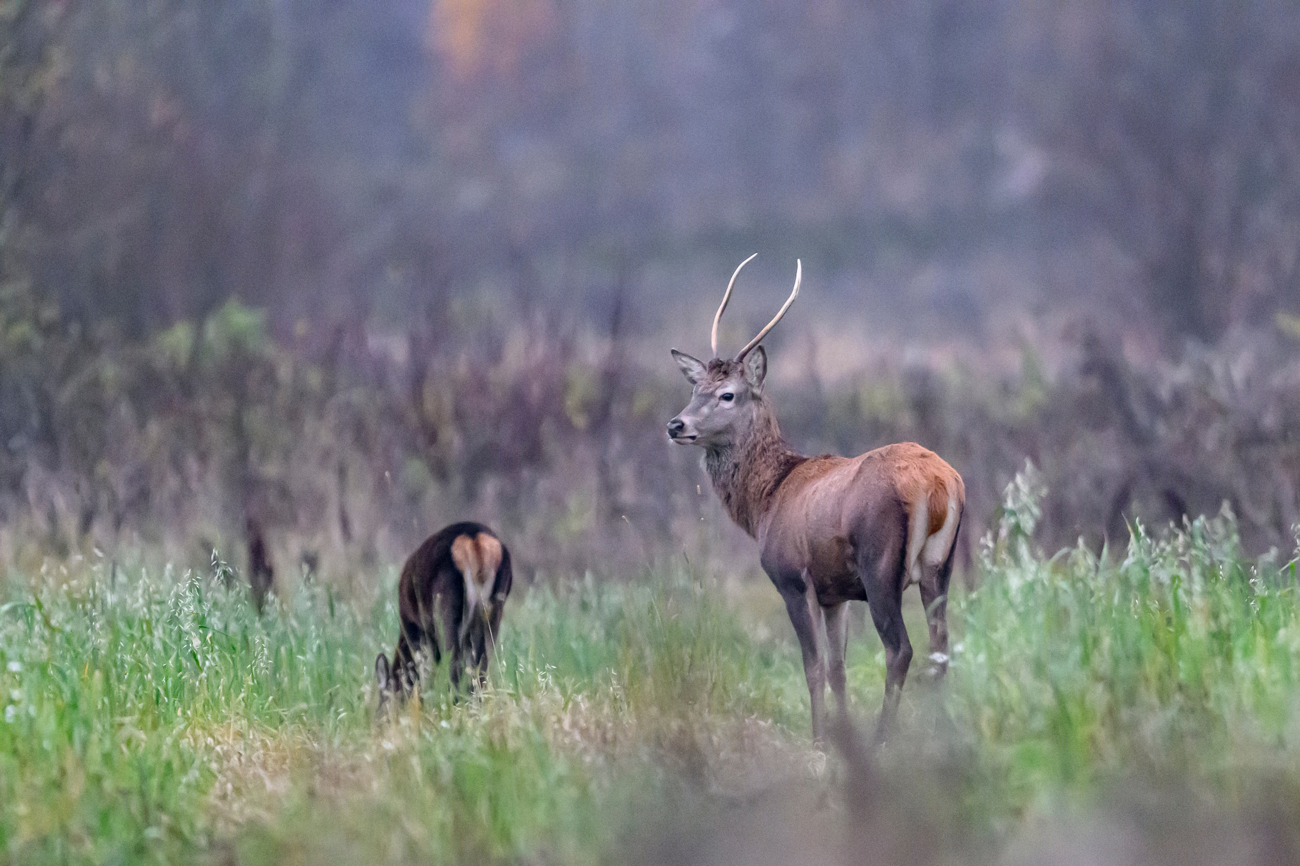 Олени III. Wildlife photography by Sergey Puponin