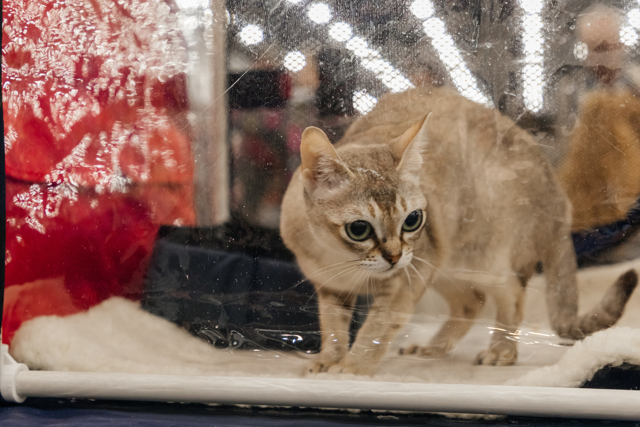 Зоошоу. Экспофорум 31.08. Выставка домашних животных. Семейный фотограф в Санкт-Петербурге Ева Маркова