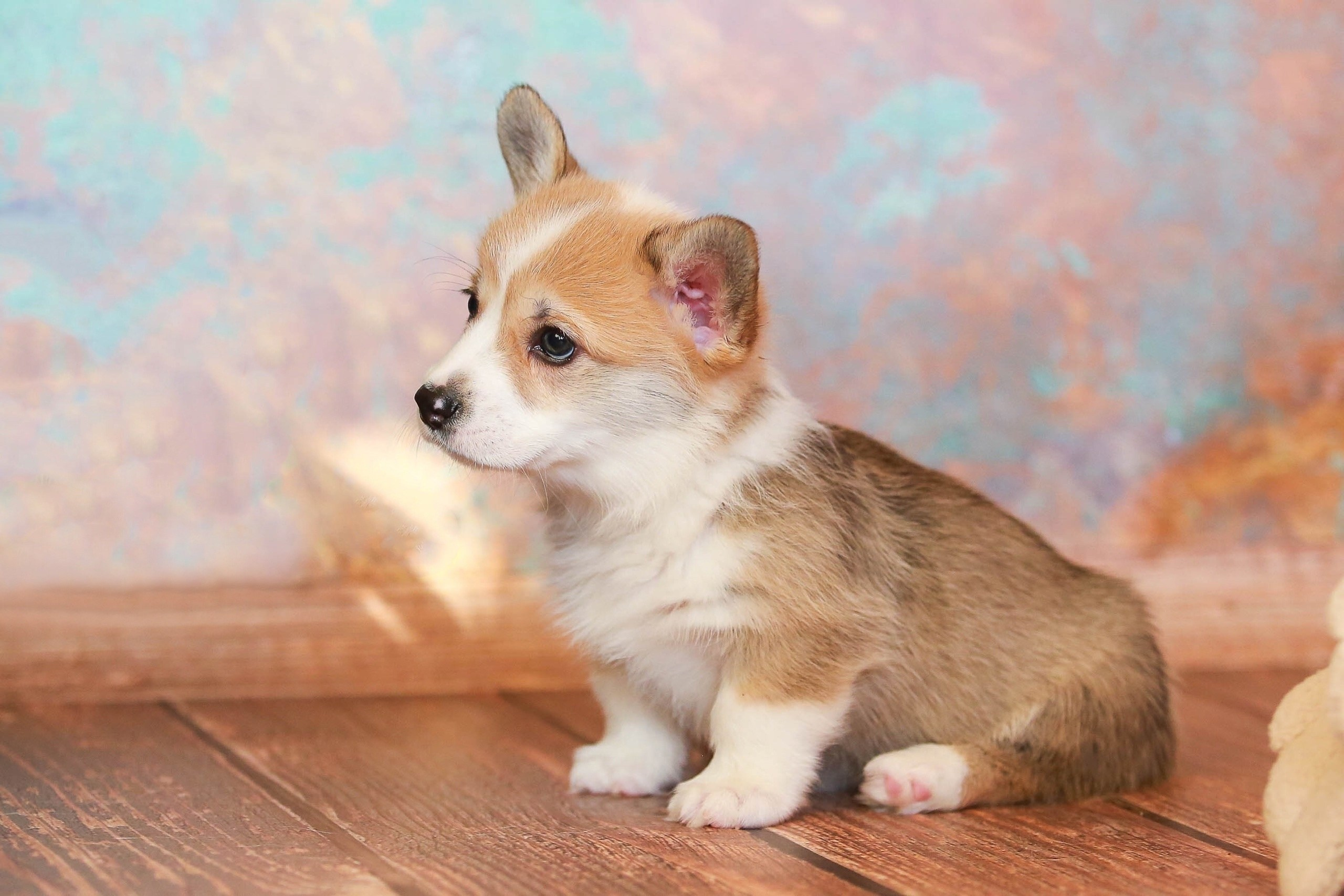 Щенки. Семейный и детский фотограф в Москве Мария Быкова