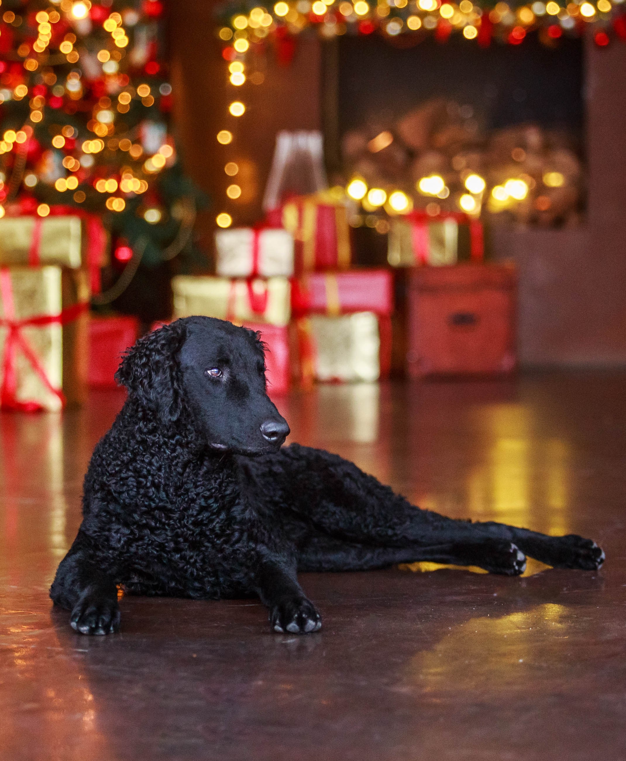 Лабрадор ретривер и курчавошерстный ретривер фотосессия на Новый год в фотостудии. Семейный и детский фотограф в Москве Мария Быкова