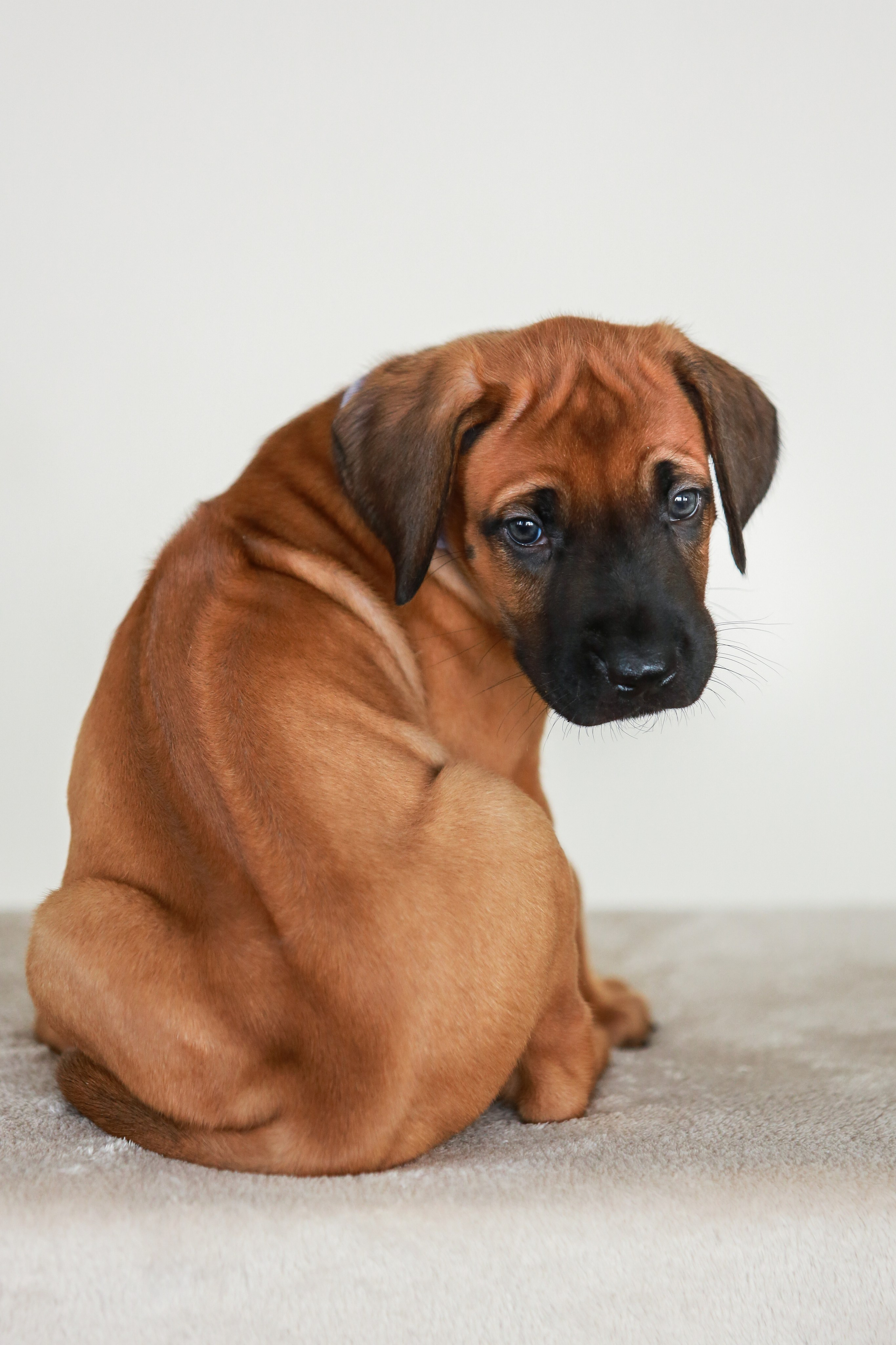 Щенки. Семейный и детский фотограф в Москве Мария Быкова