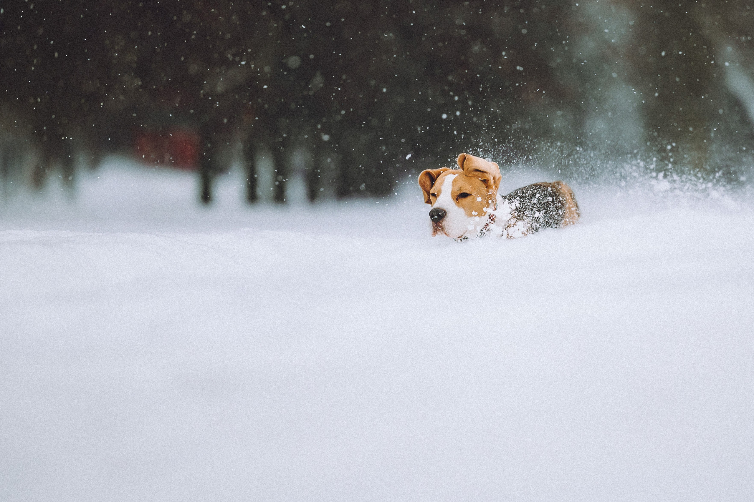 Роман, Портер и Коррес