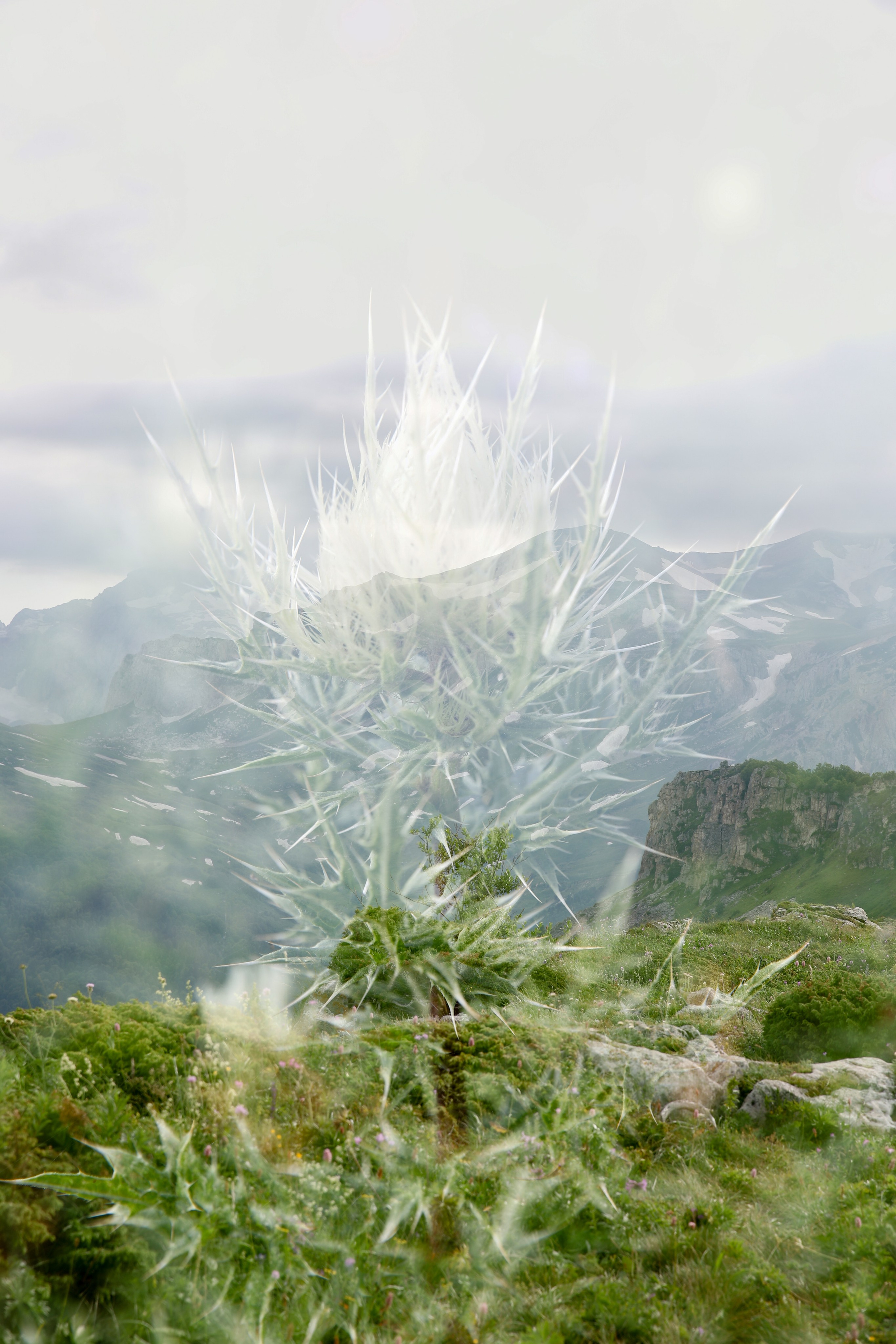 Фотография в мультикоррекции Кавказских гор и горного белого цветка