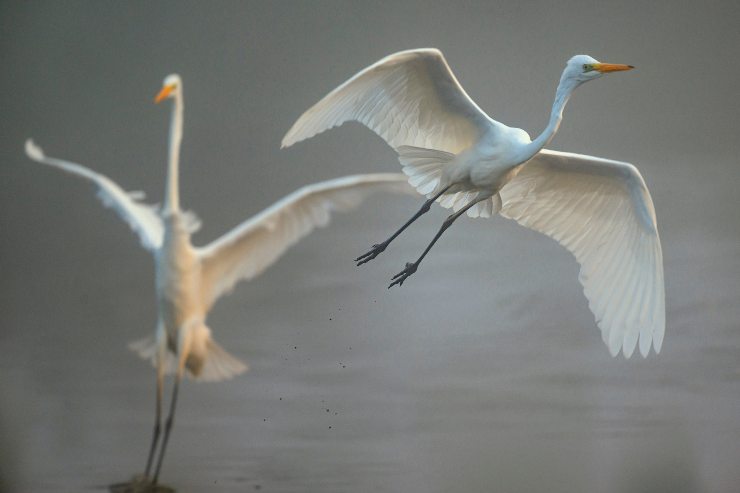 Цапли. Wildlife photography by Sergey Puponin