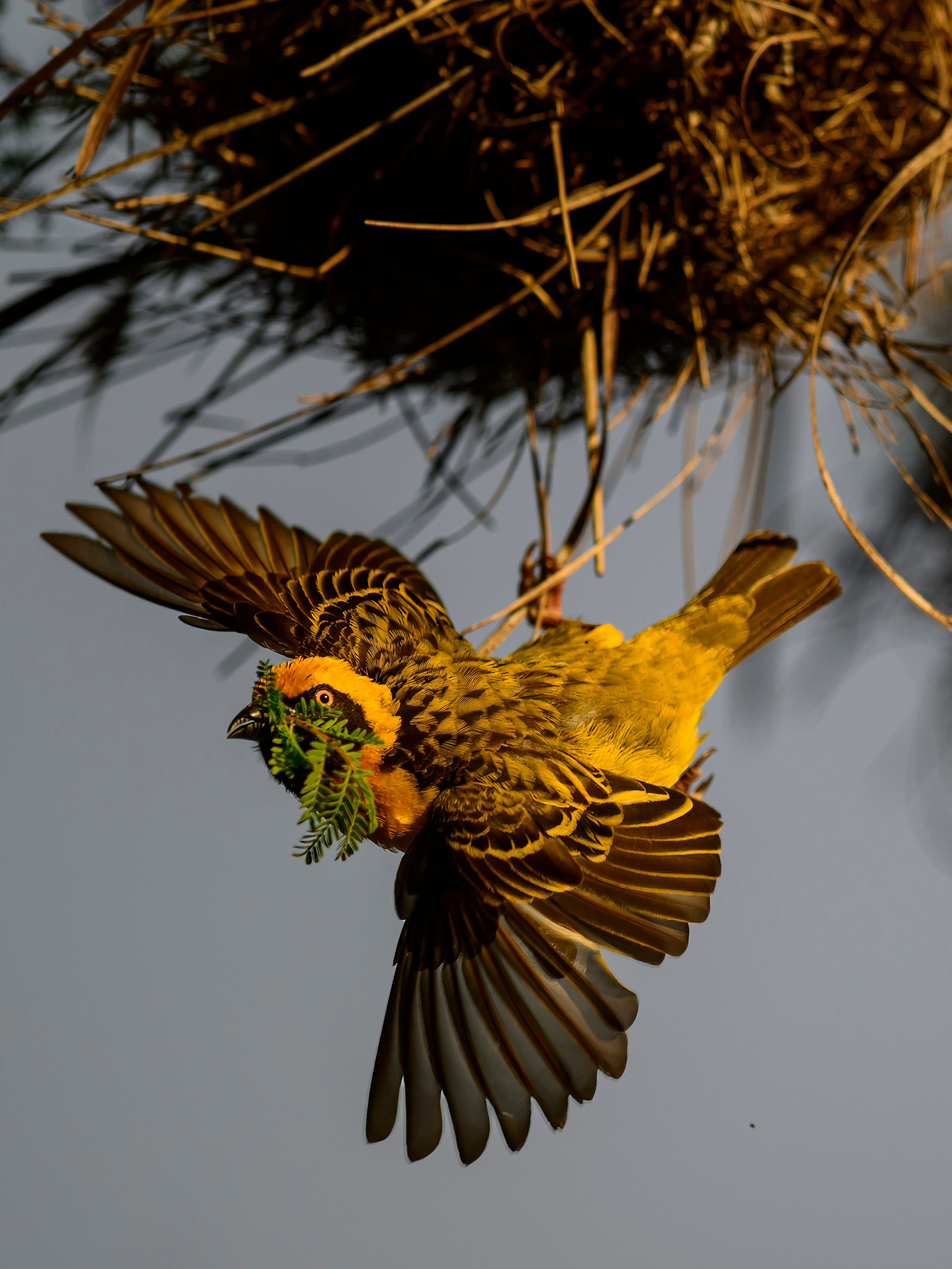 Кения. Wildlife photography by Sergey Puponin