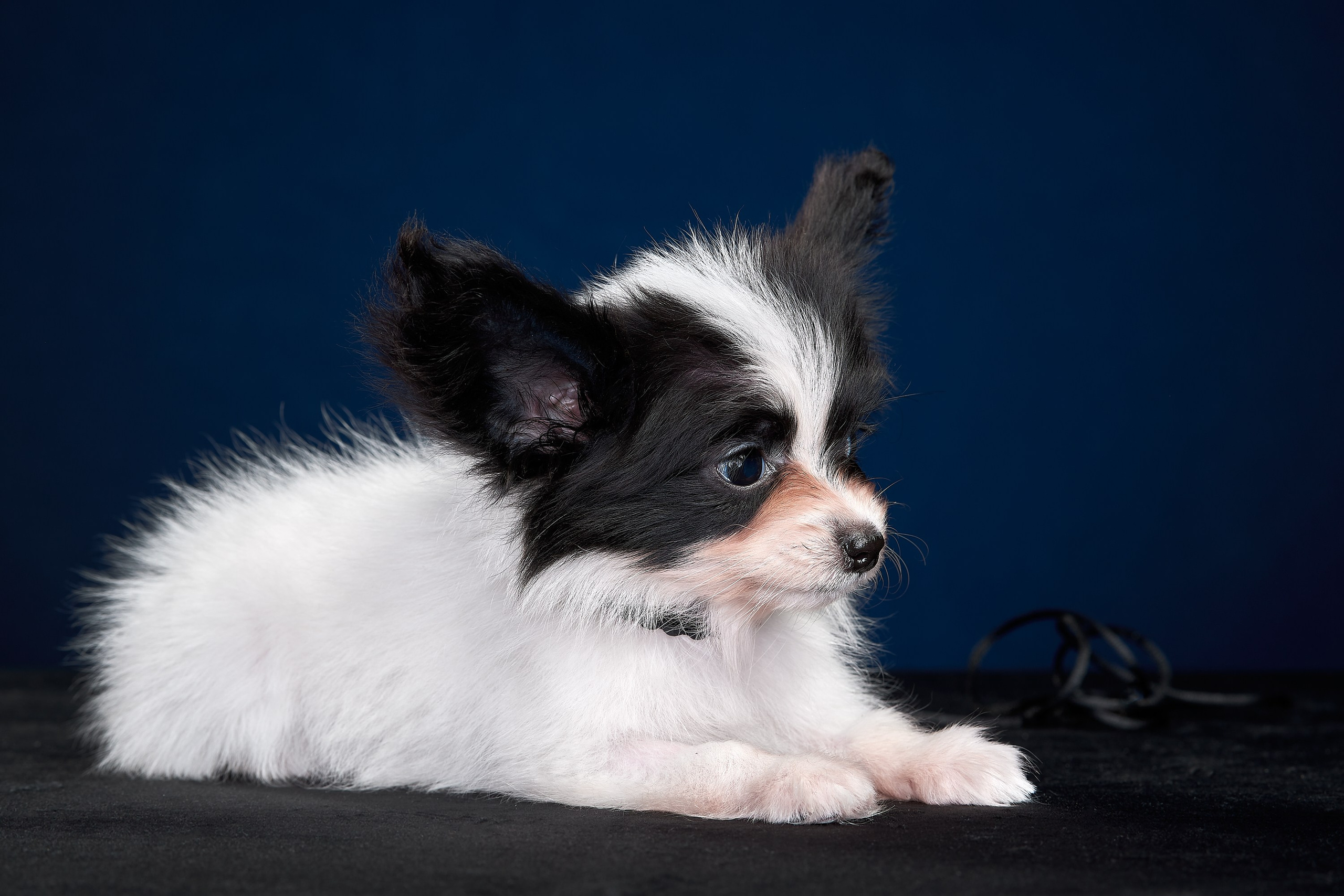 Фотосъемка животных