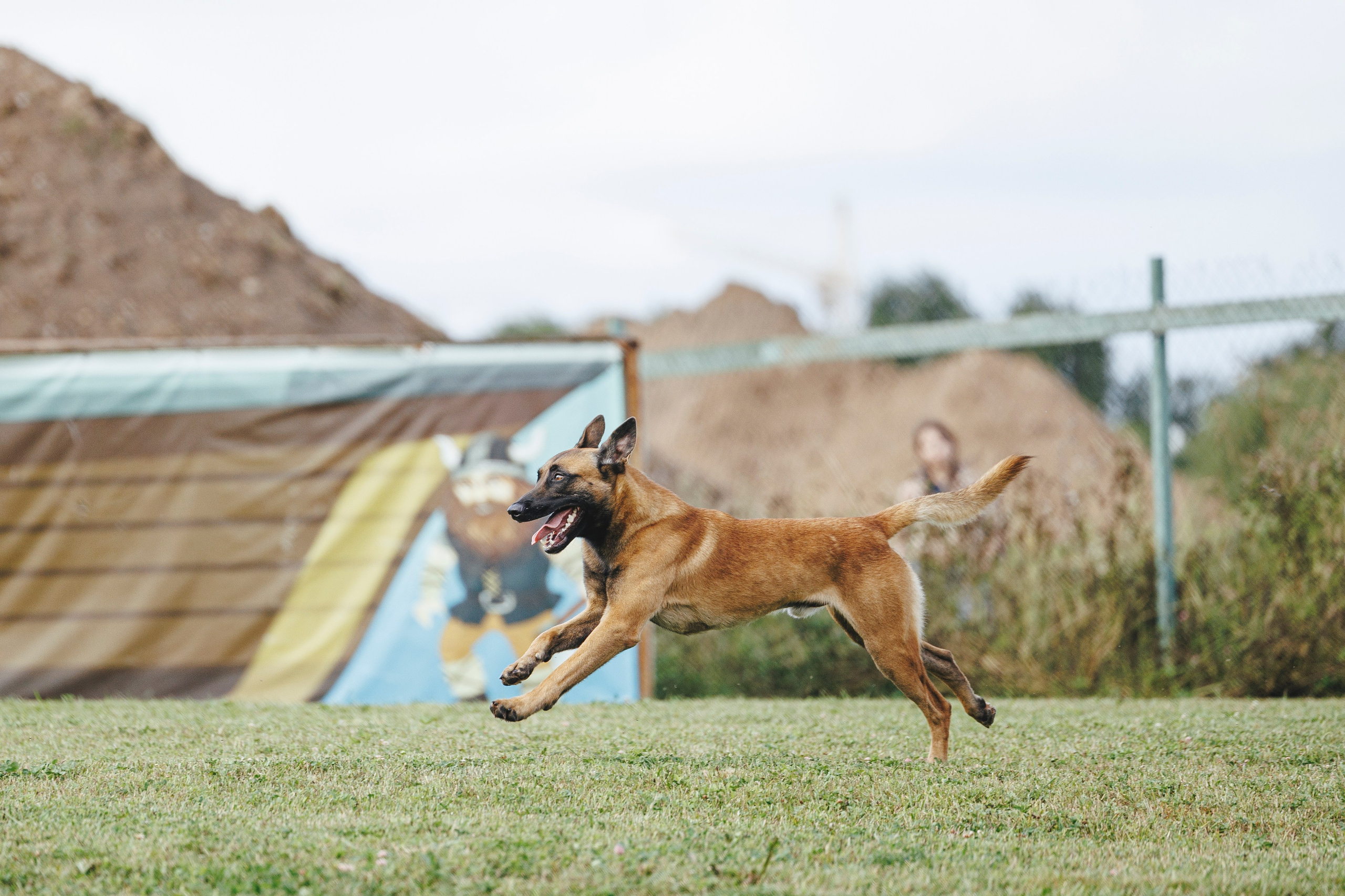 08.08.25-10.08.25 ЧР по мондьорингу г. Вологда. Фотограф-анималист Анна Маринич