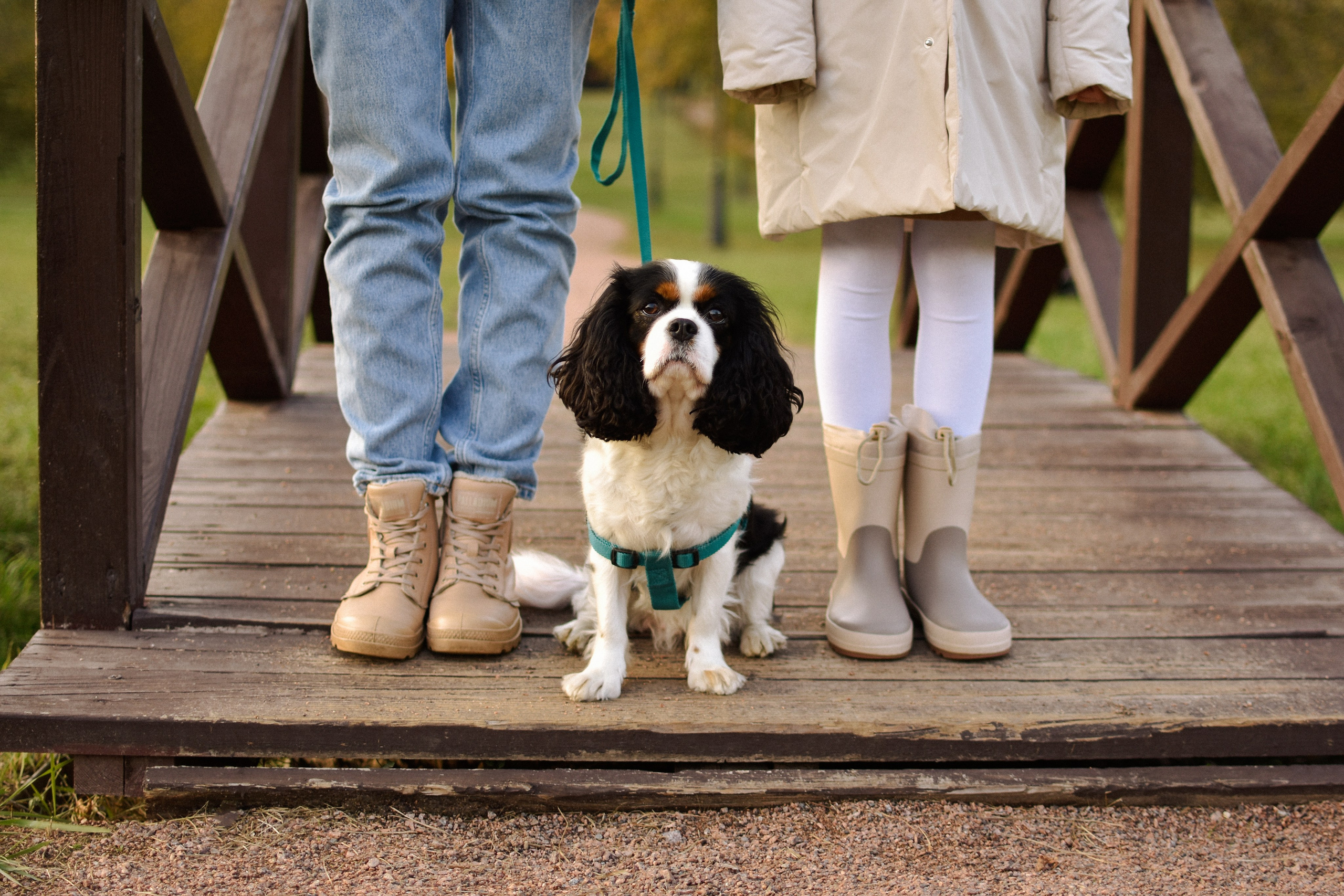 Молли, Кристина и Полина. Фотограф-анималист Ксения Шевцова|Москва