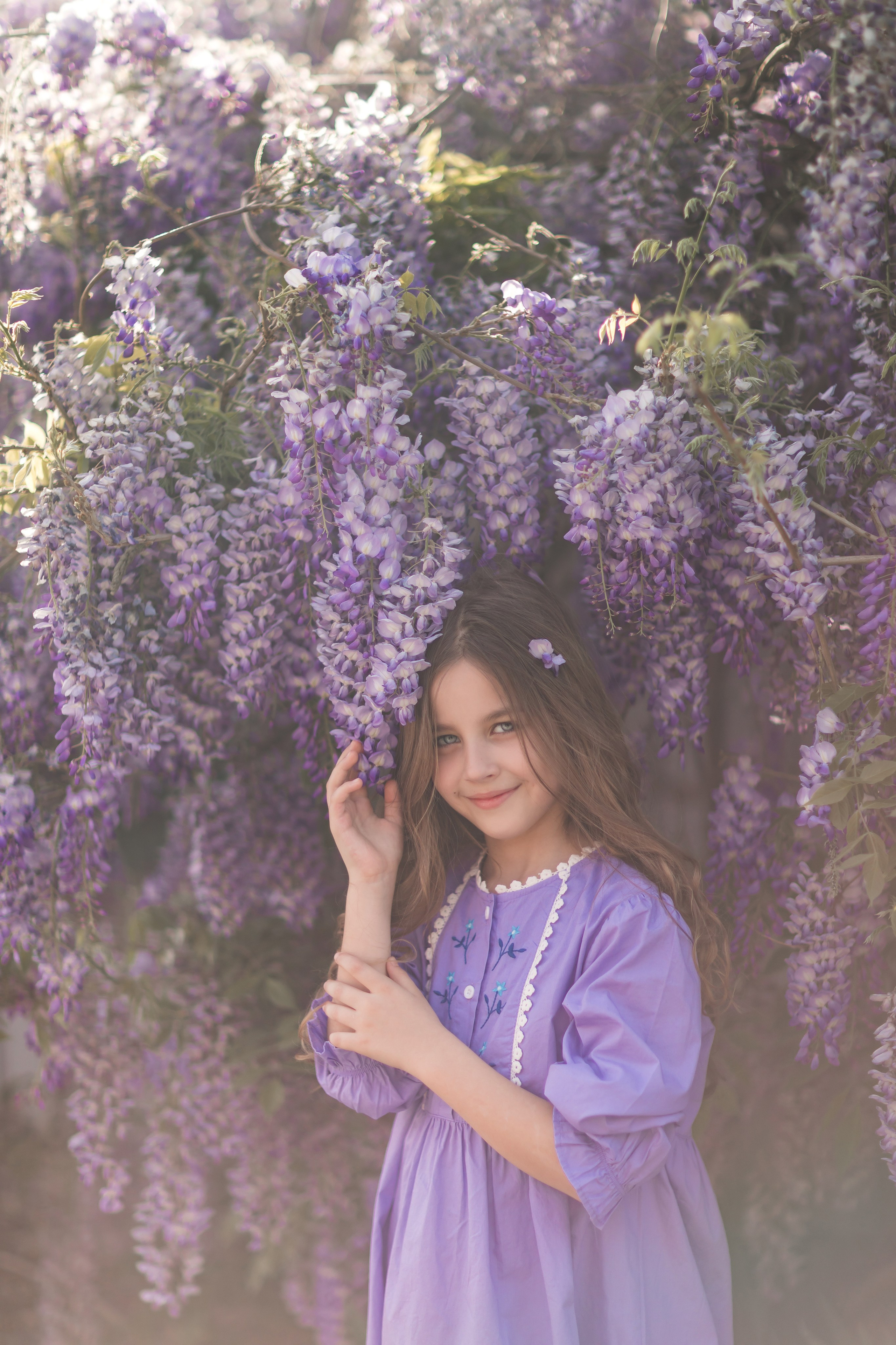 глициния в краснодаре