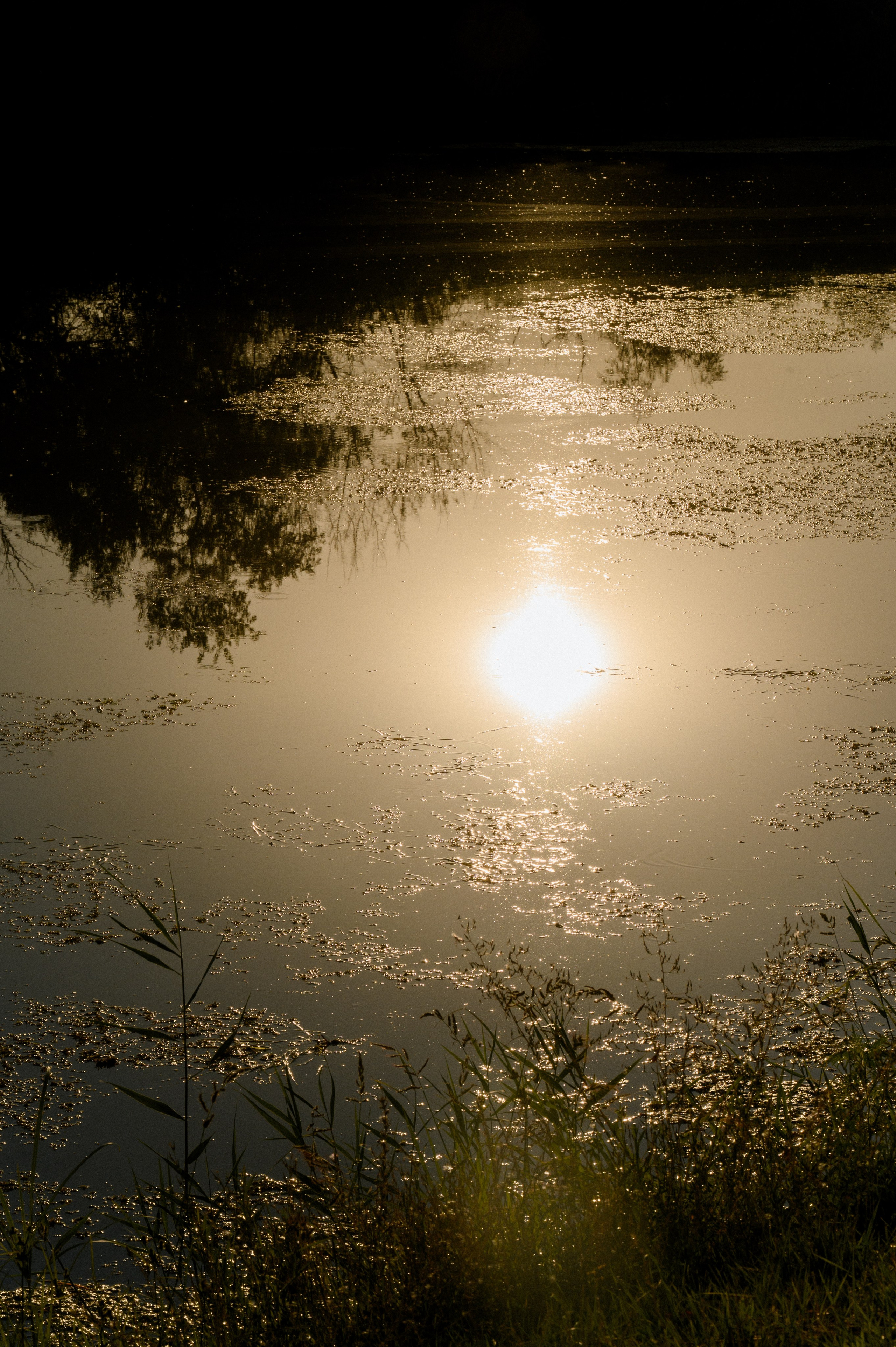 Денис и Света. Свадебный фотограф и видеограф