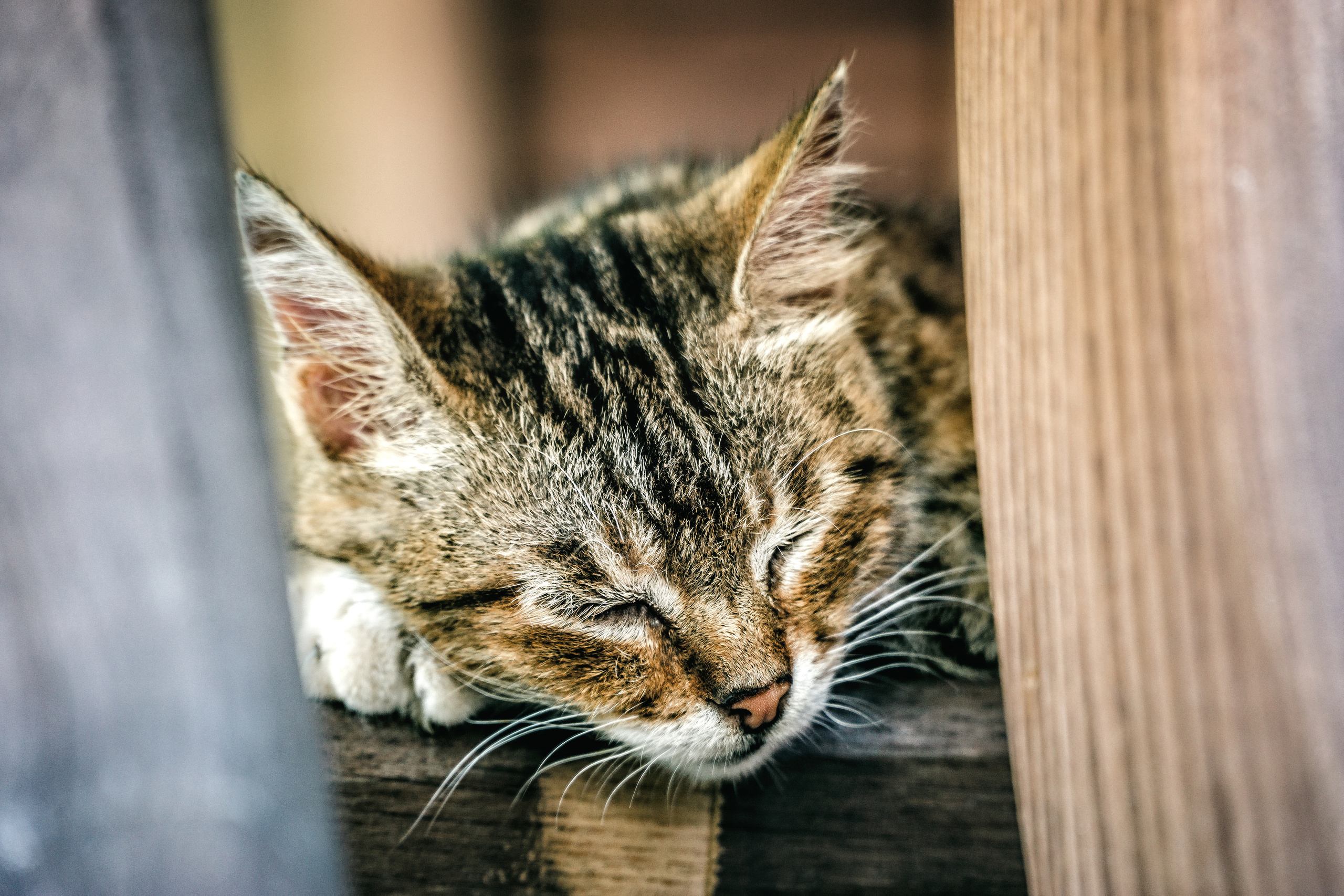 Животные. Сергей Глебов - фотограф