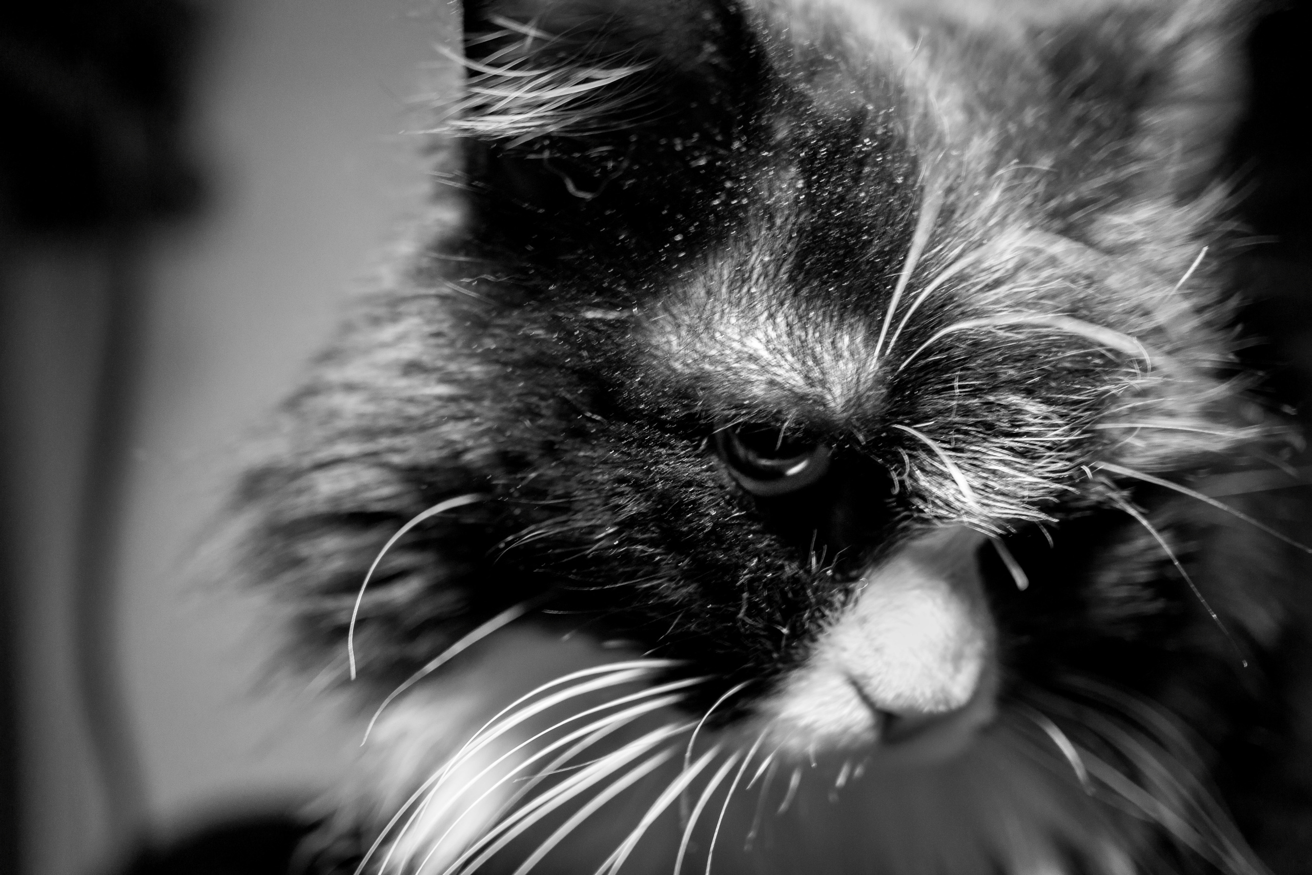 Животные. Сергей Глебов - фотограф