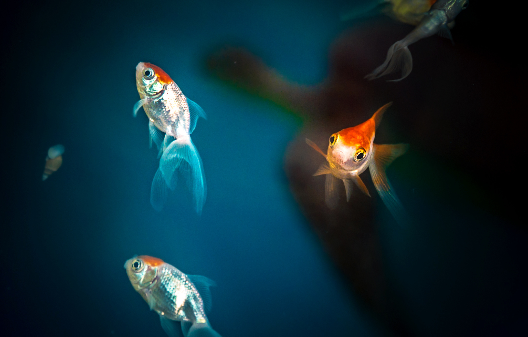 Животные. Сергей Глебов - фотограф