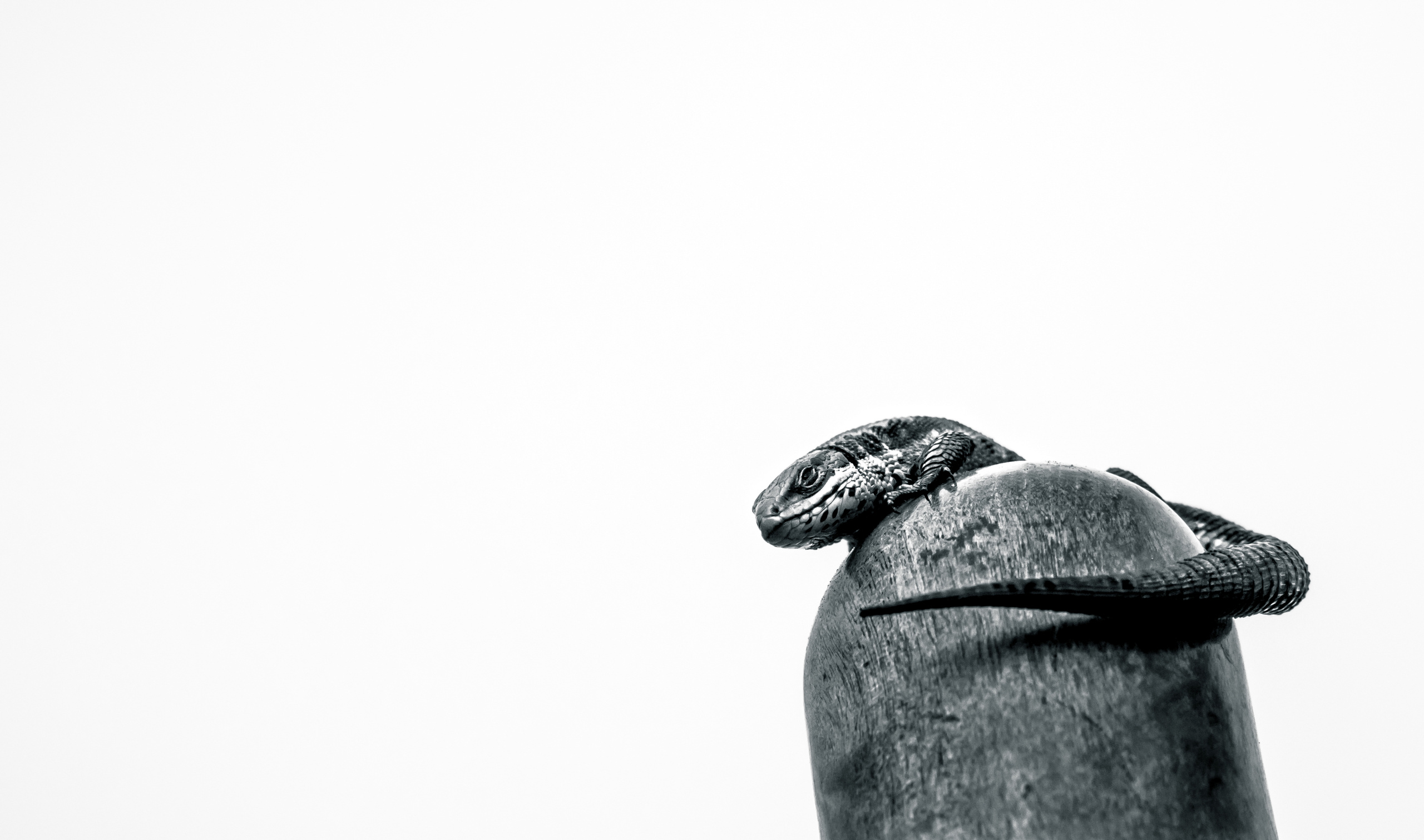 Животные. Сергей Глебов - фотограф