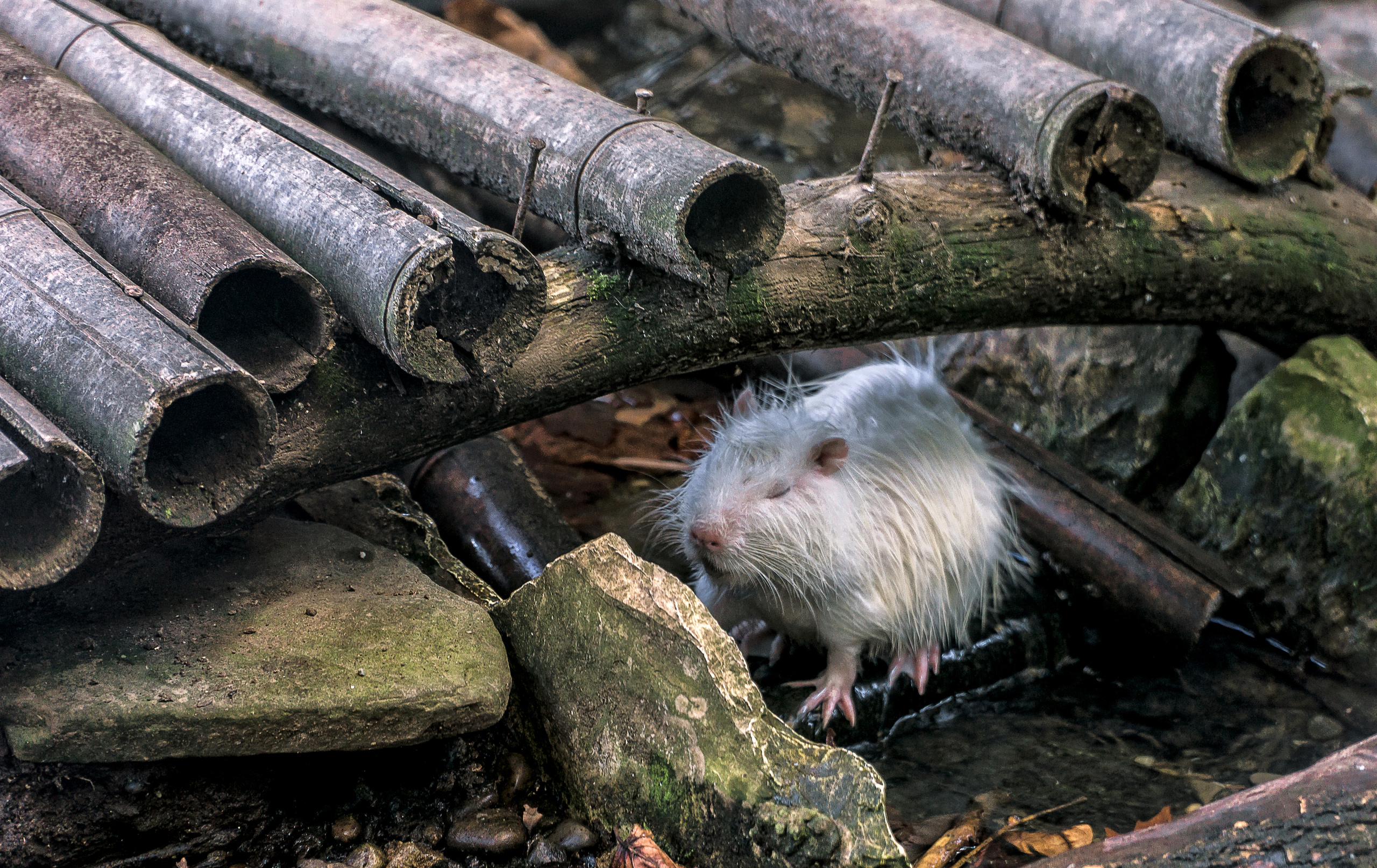 Животные. Сергей Глебов - фотограф