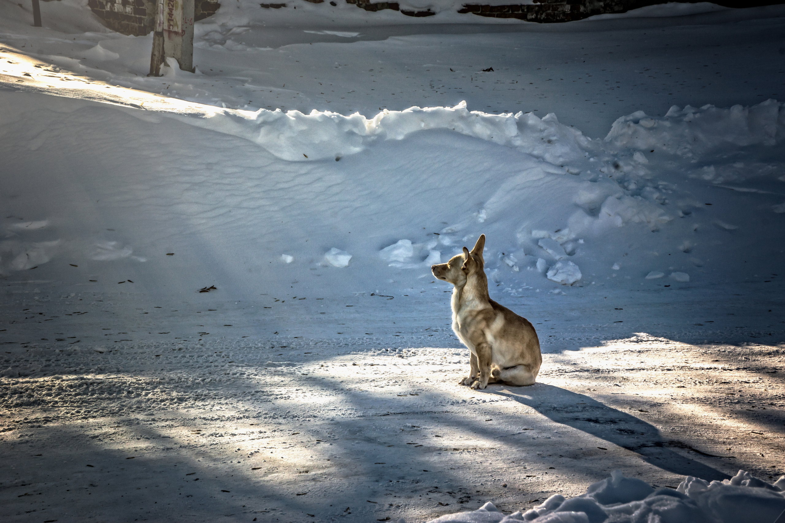 Животные. Сергей Глебов - фотограф