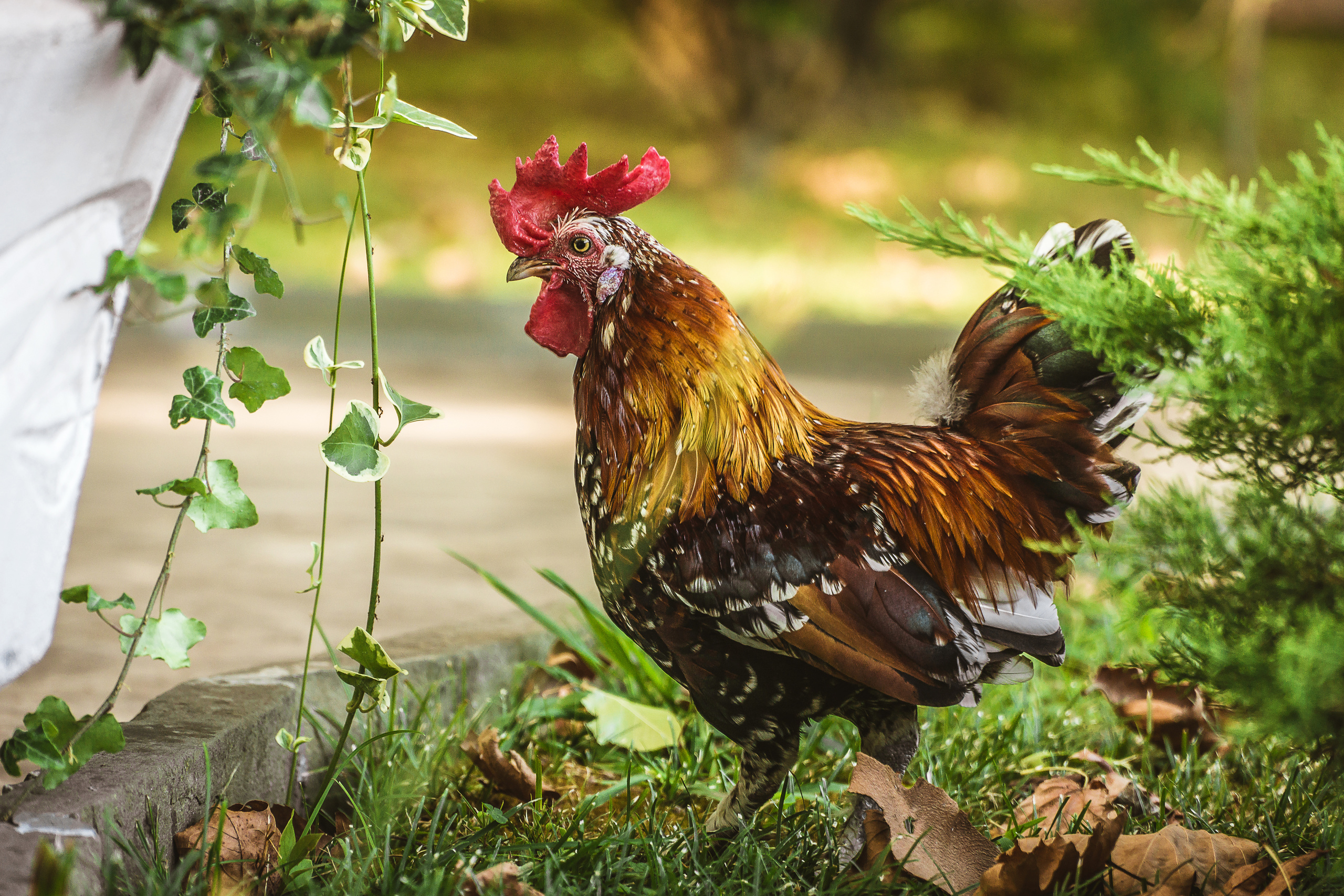 Животные. Сергей Глебов - фотограф
