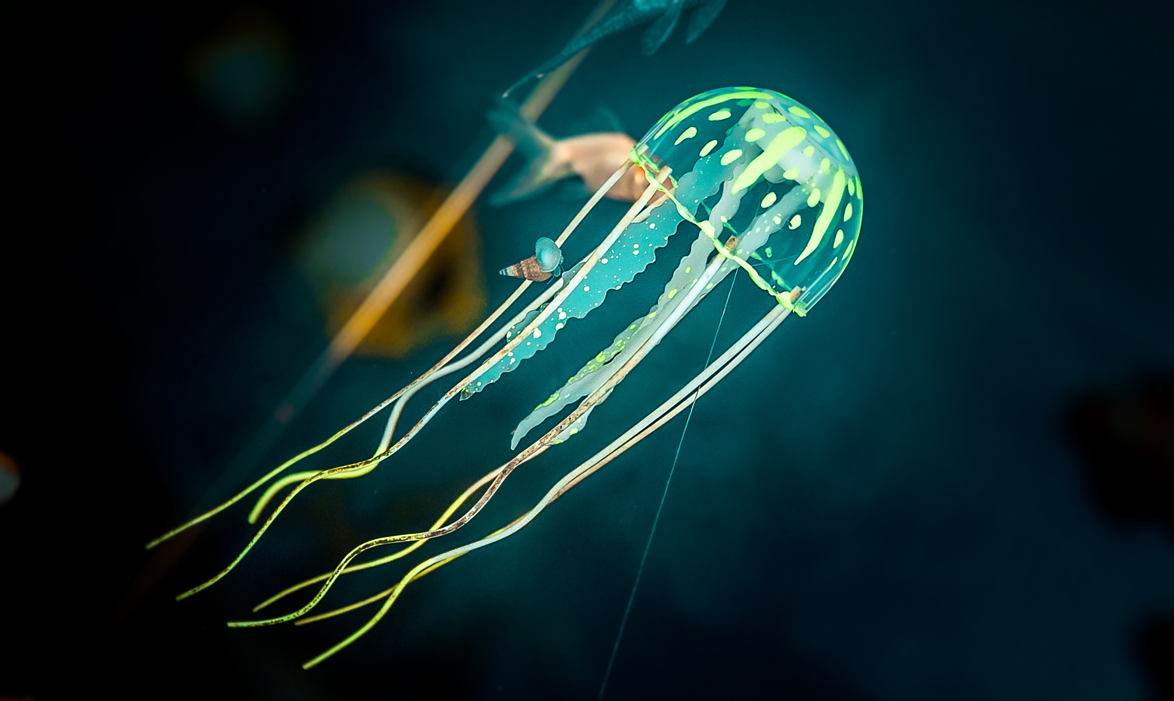 Животные. Сергей Глебов - фотограф