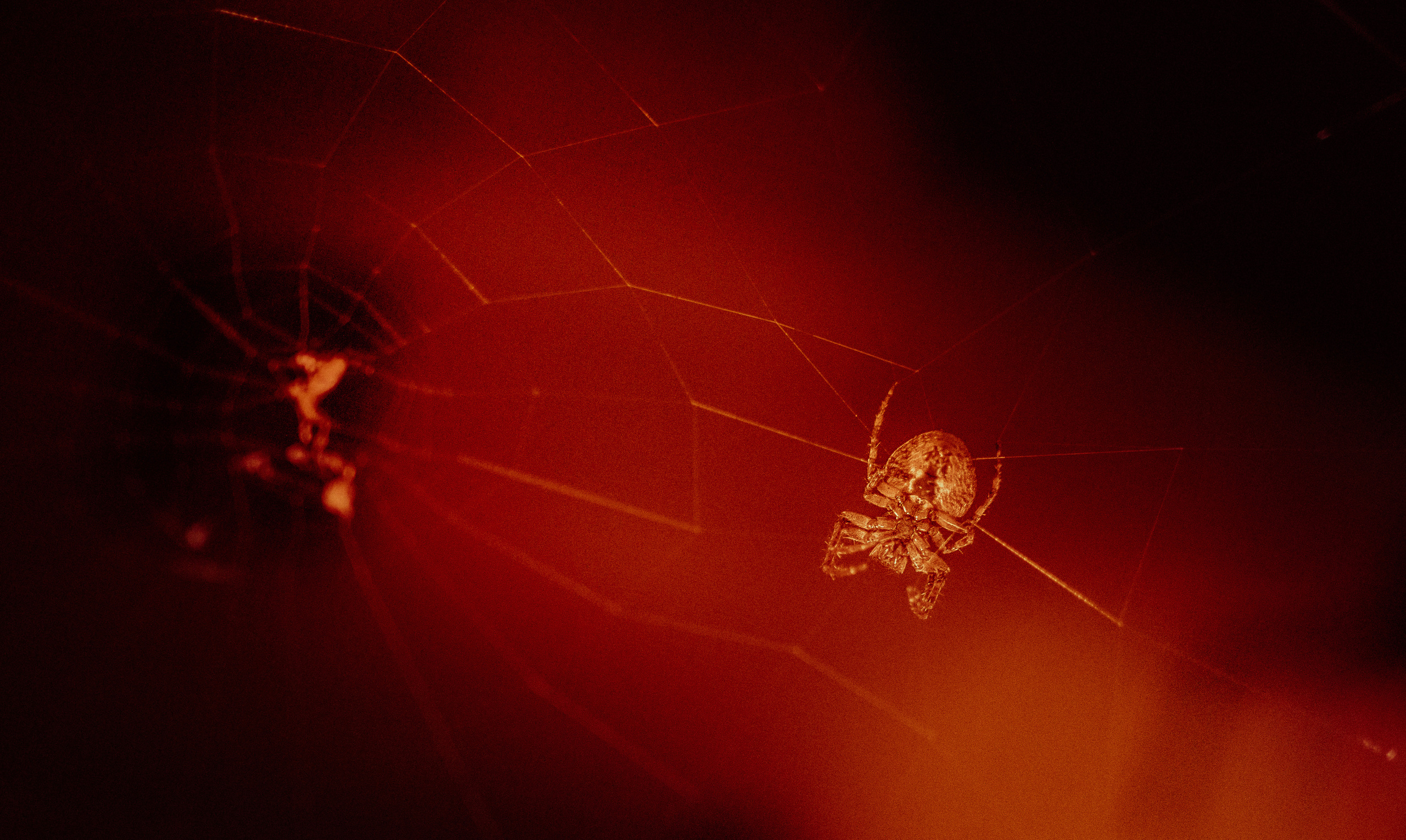 Животные. Сергей Глебов - фотограф