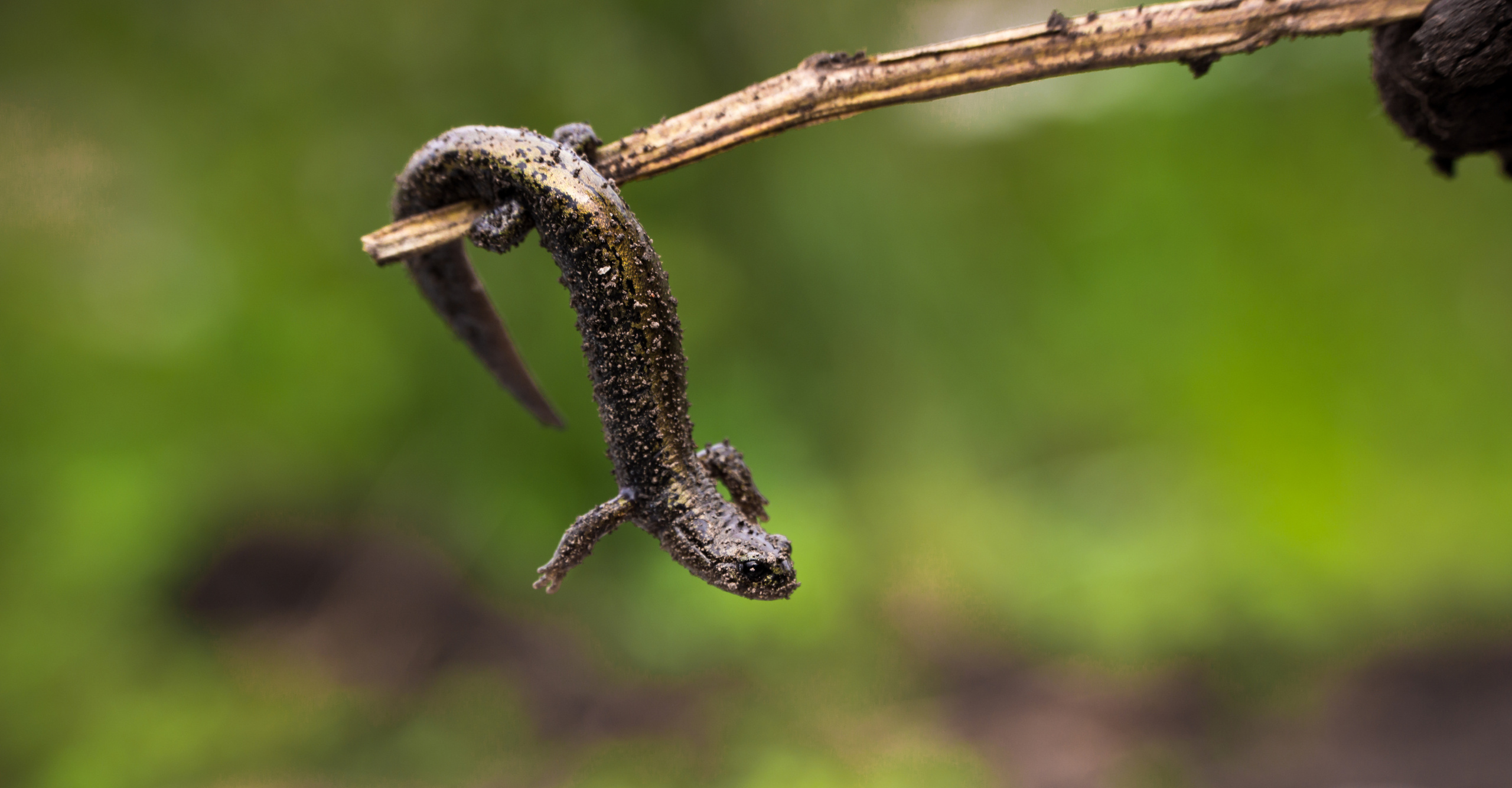 Животные. Сергей Глебов - фотограф