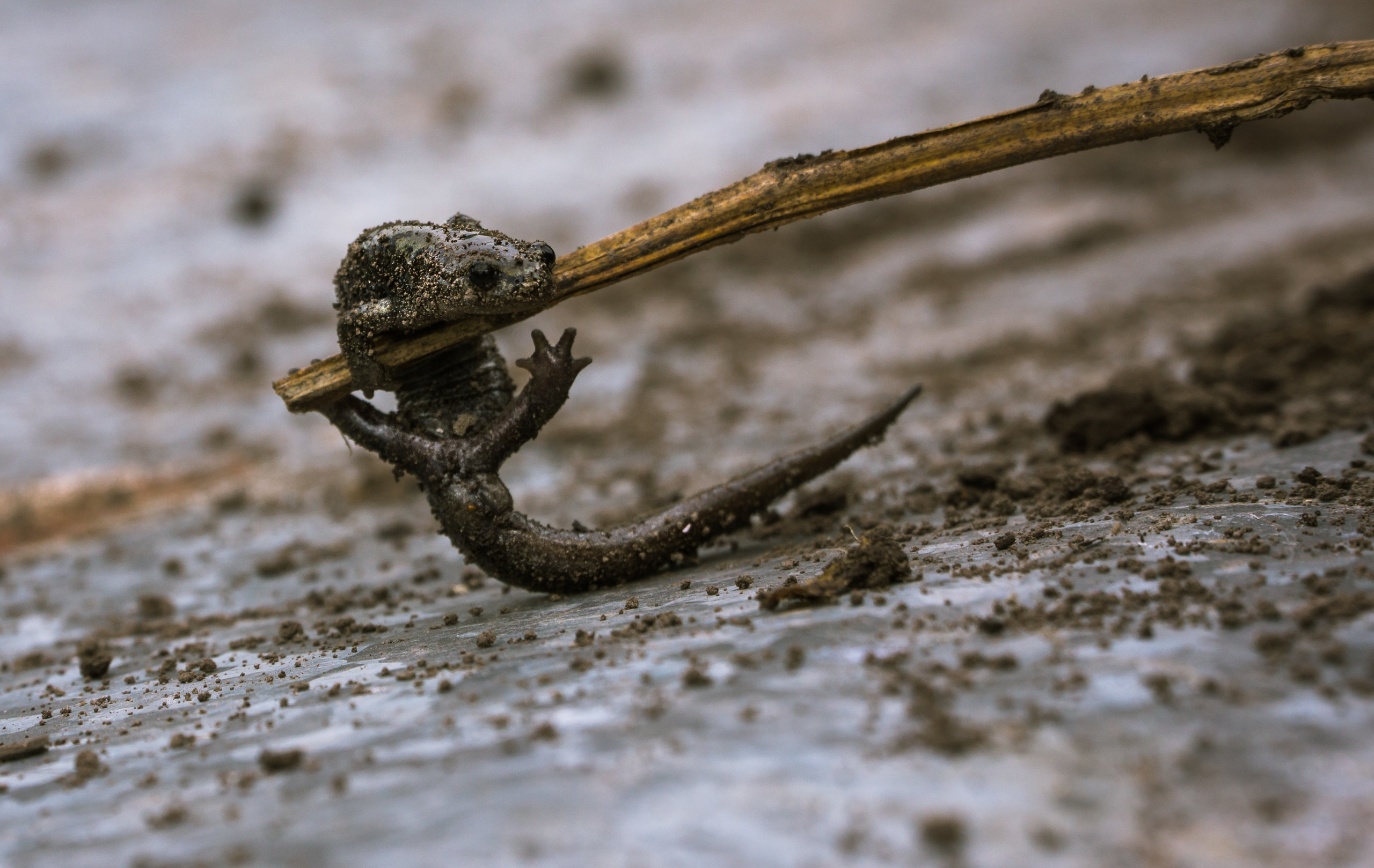 Животные. Сергей Глебов - фотограф