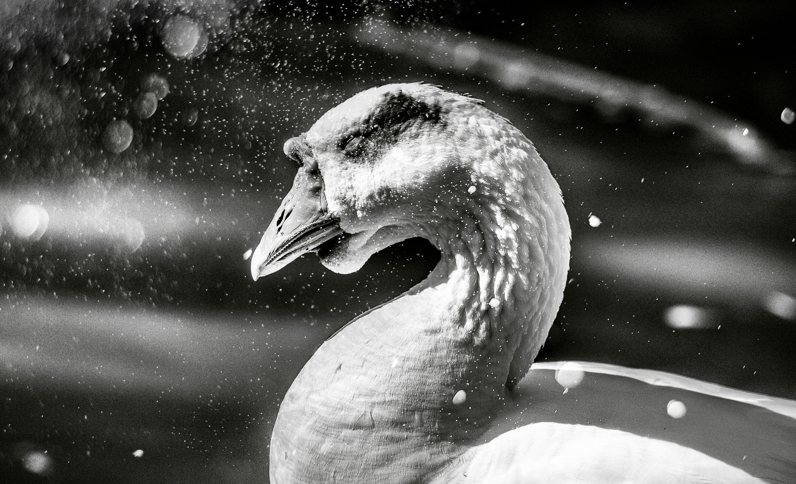 Животные. Сергей Глебов - фотограф