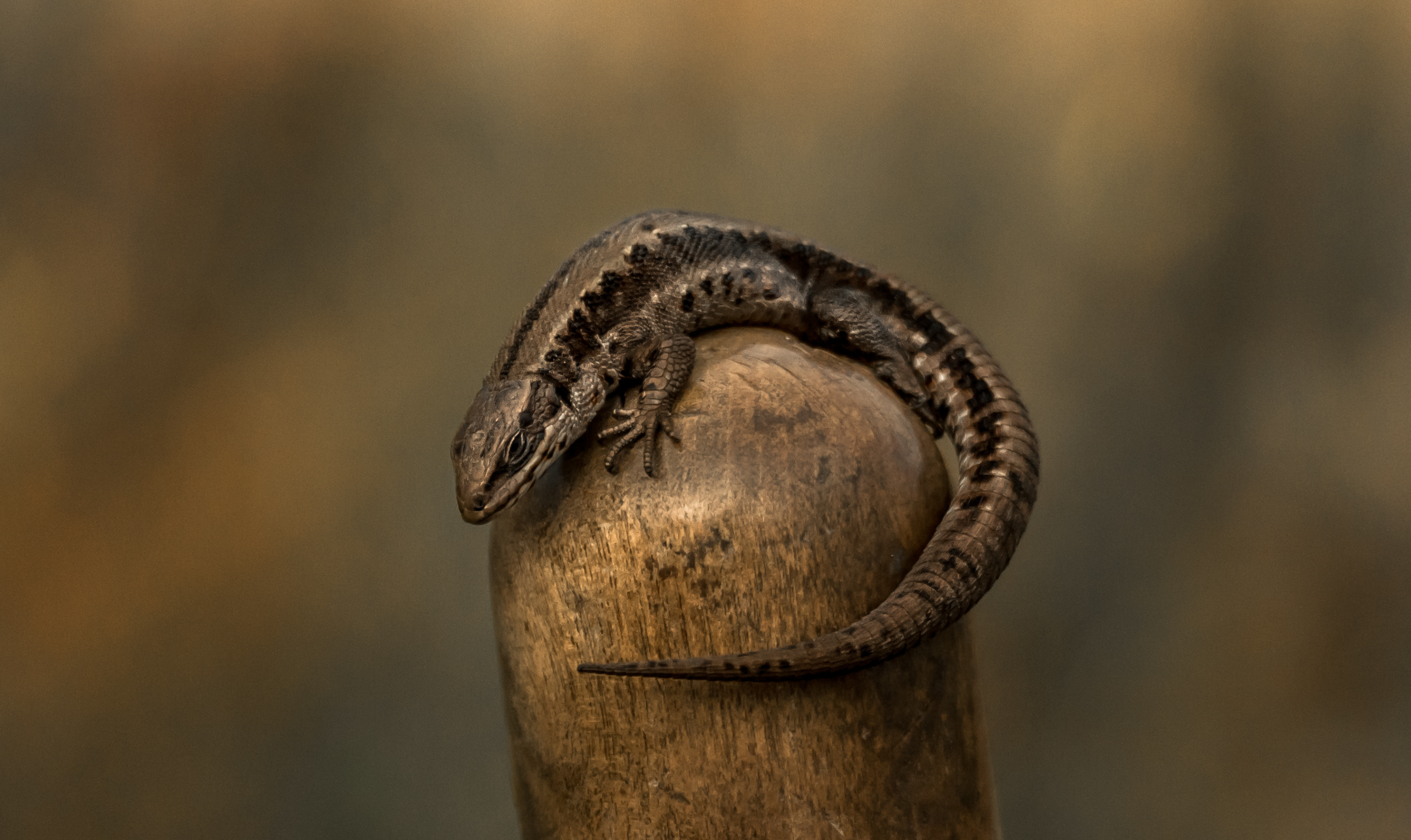 Животные. Сергей Глебов - фотограф