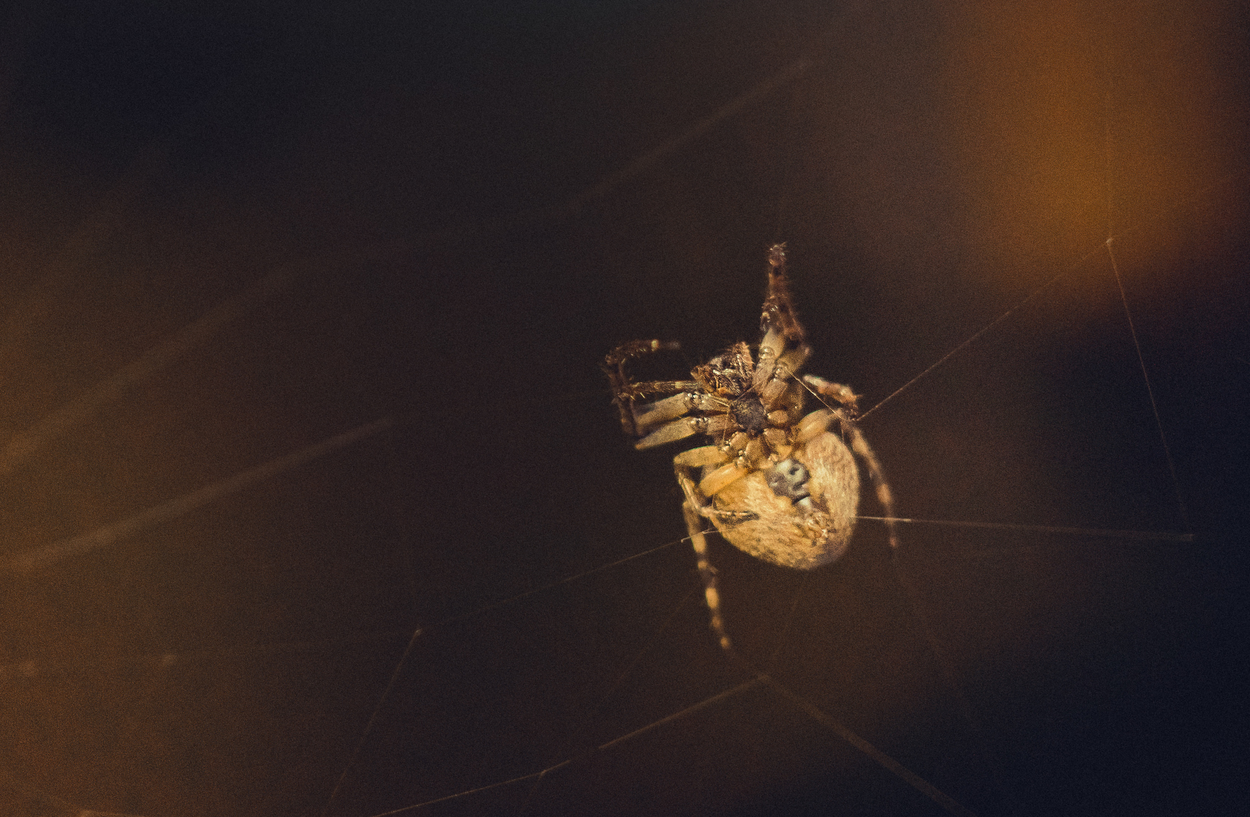 Животные. Сергей Глебов - фотограф