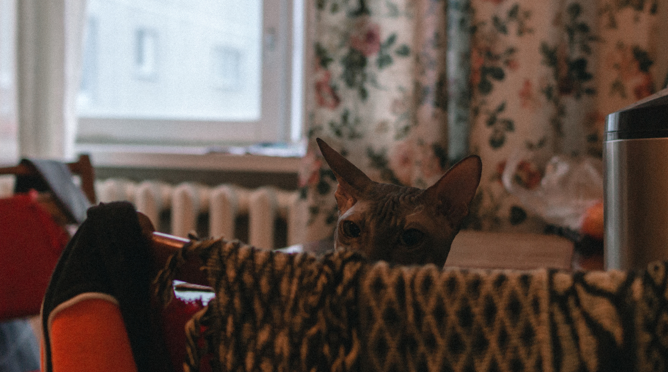 Животные. Сергей Глебов - фотограф