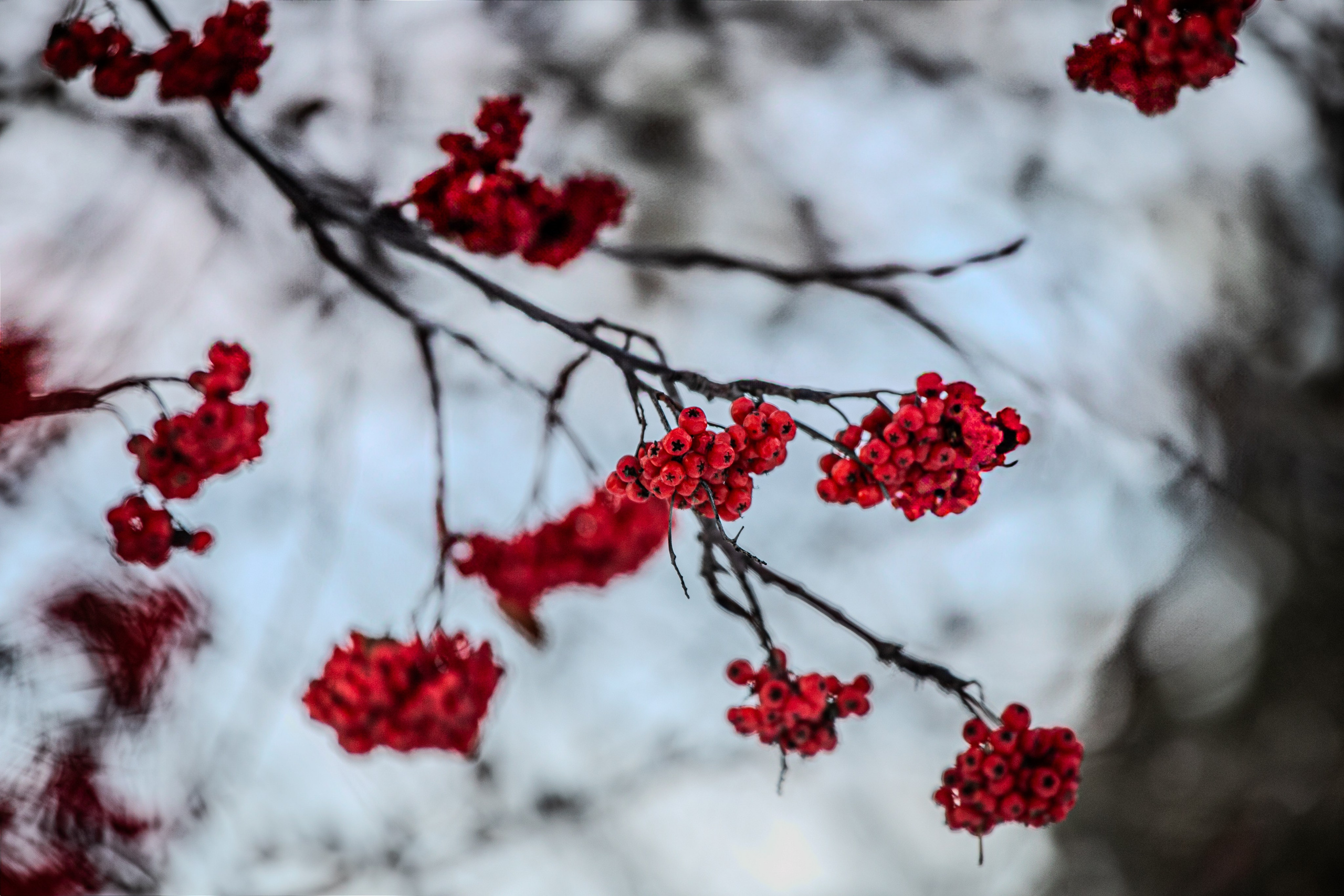 Времена года. Фотограф Елена Вишневская (Ушакова) Нефтеюганск, Сургут, Тюмень