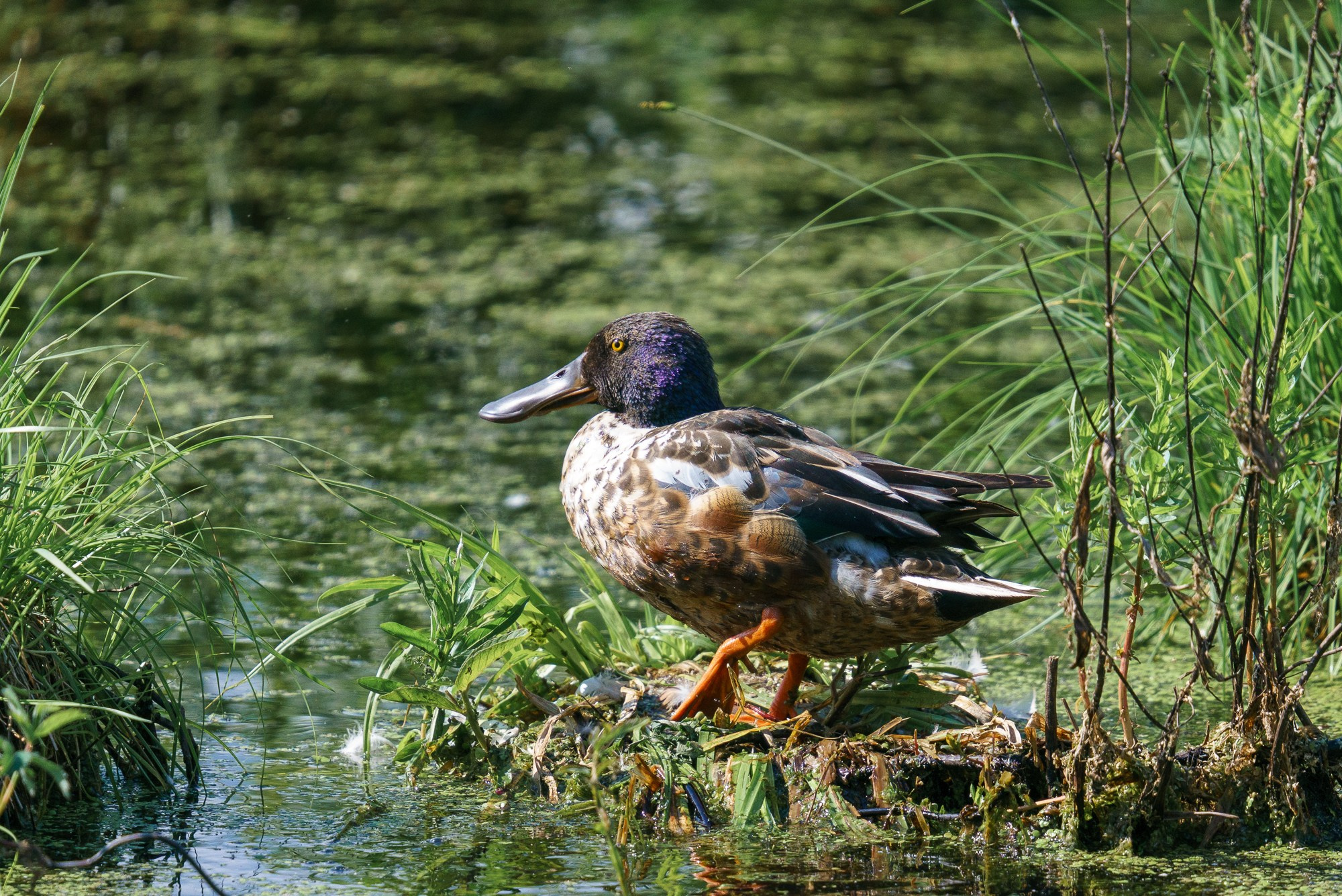 Удивительные мир птиц. Вокруг нас столько прекрасного — присмотритесь!. Ваш личный фотограф Марина Волкова