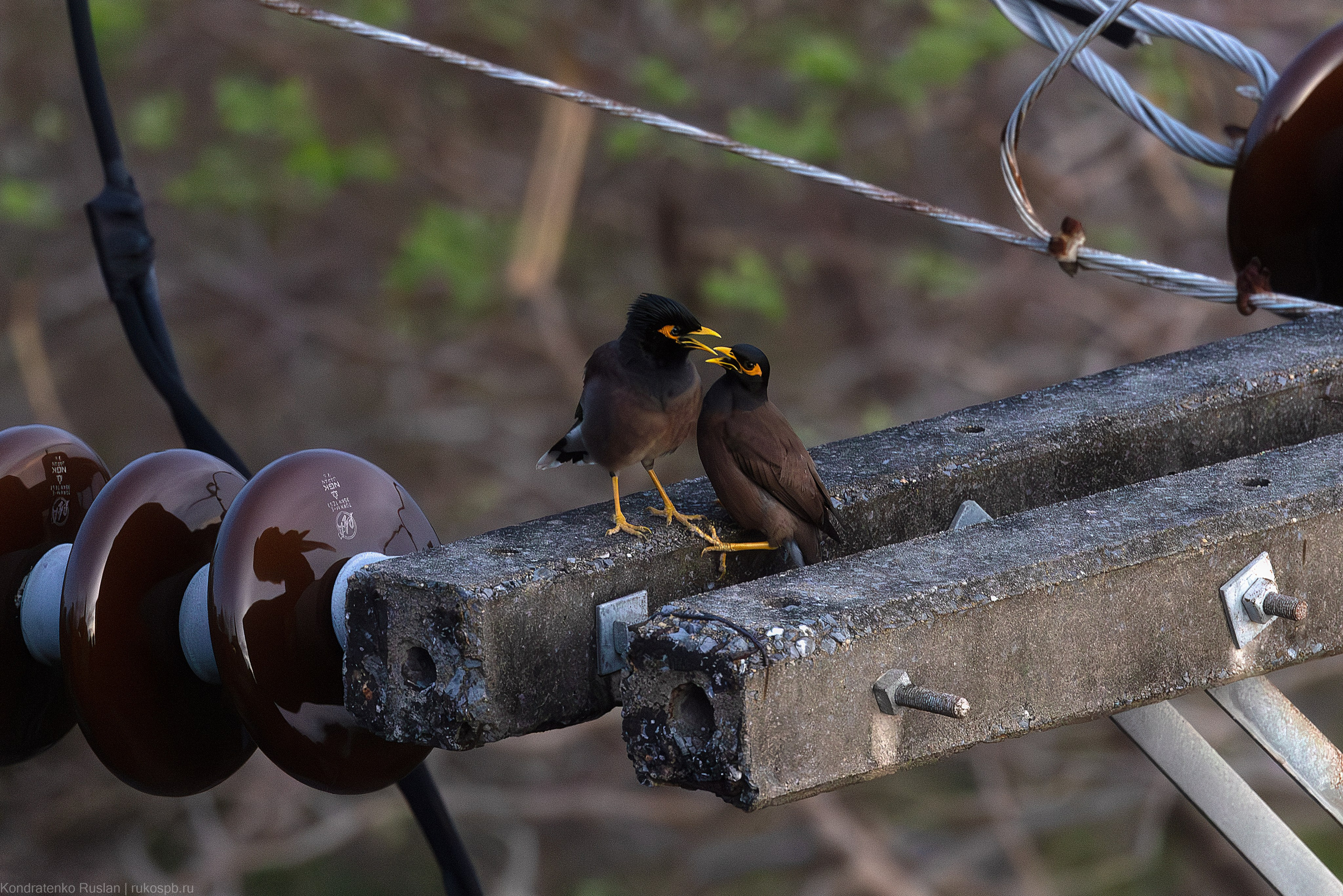 Обыкновенная майна. Архитектурный и пейзажный фотограф Кондратенко Руслан, Санкт-Петербург