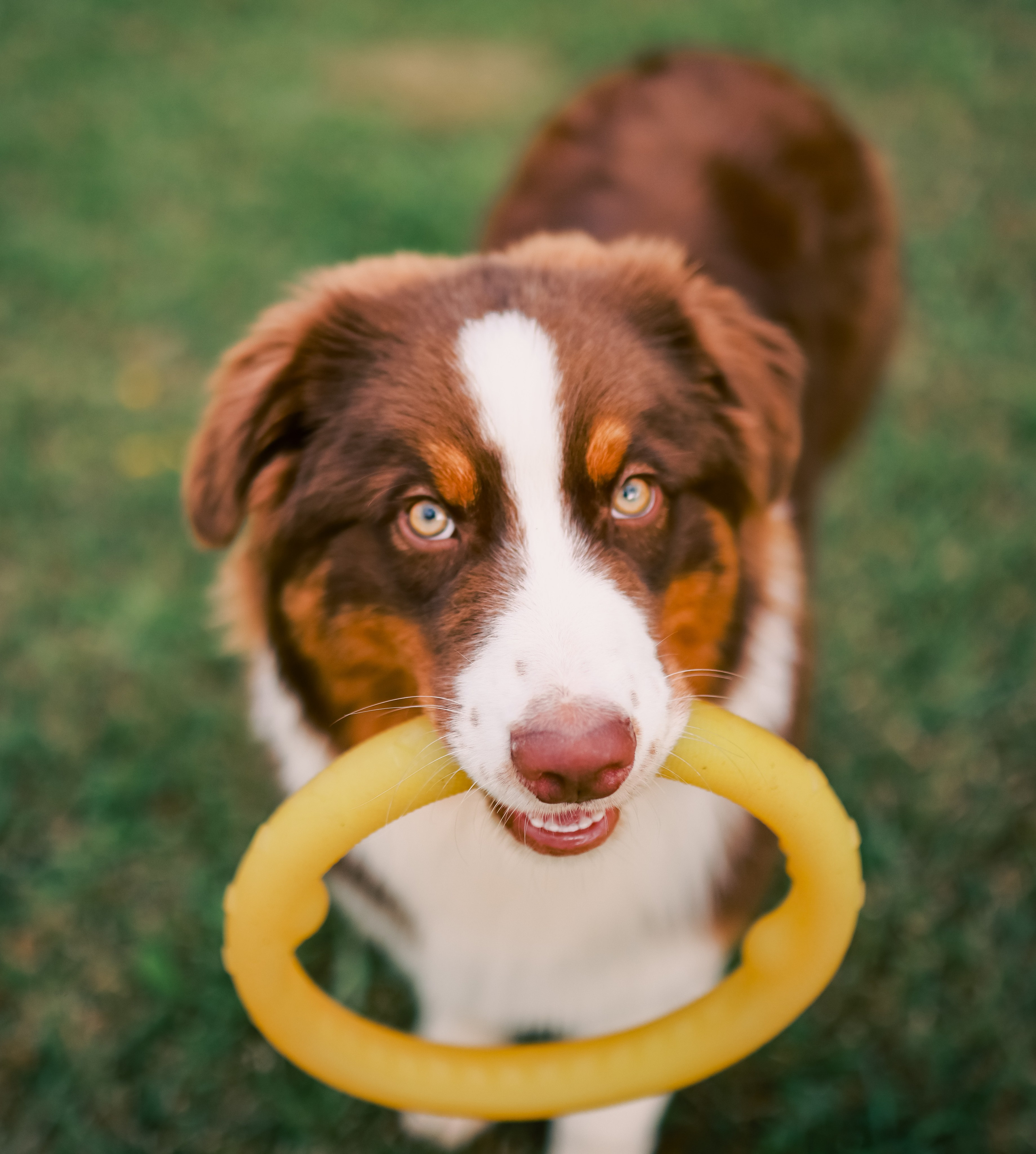 Аусси 2. Фотограф репортажей и стритфотосессий в Москве Людмила Смирнова
