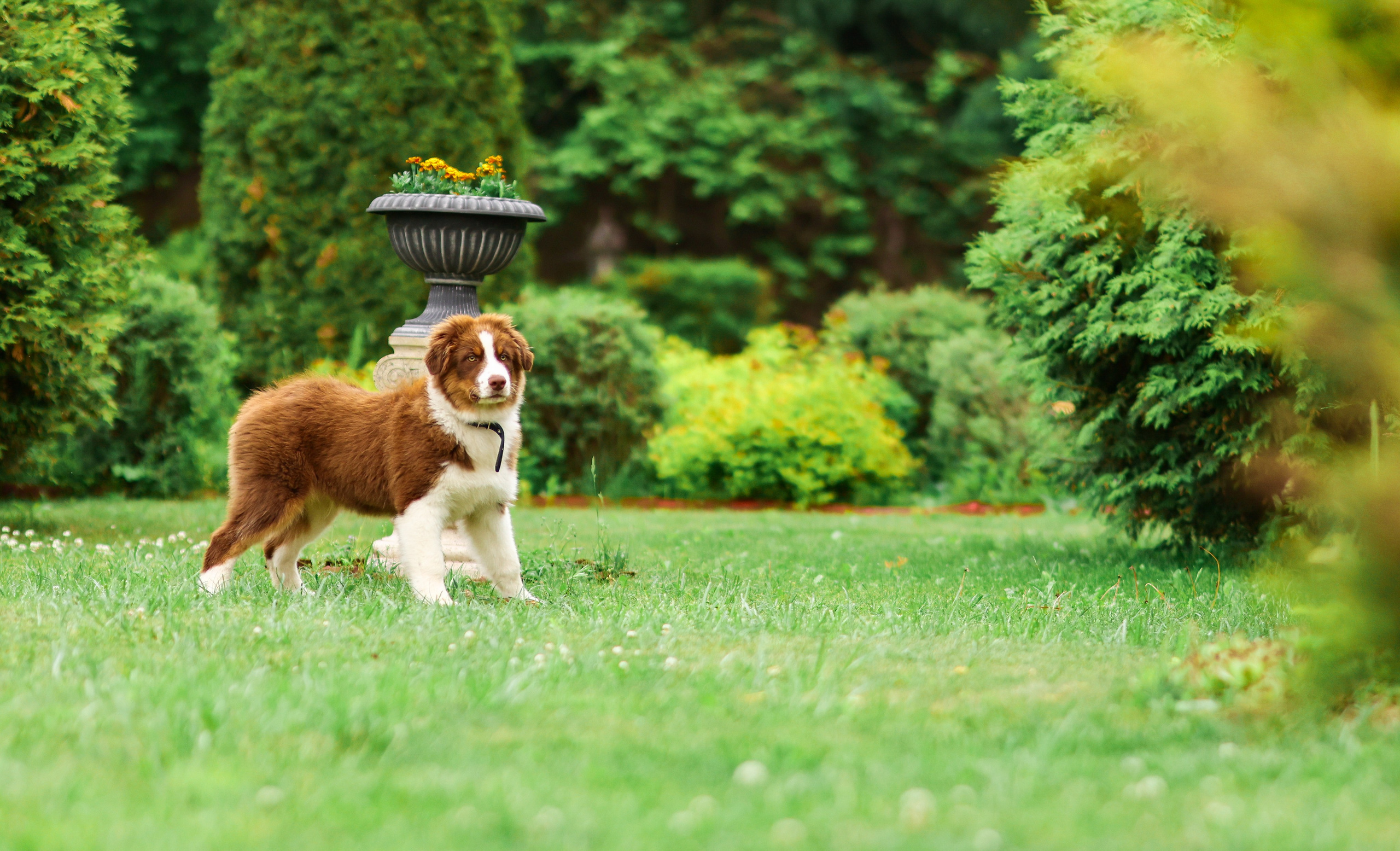 Аусси 2. Фотограф репортажей и стритфотосессий в Москве Людмила Смирнова