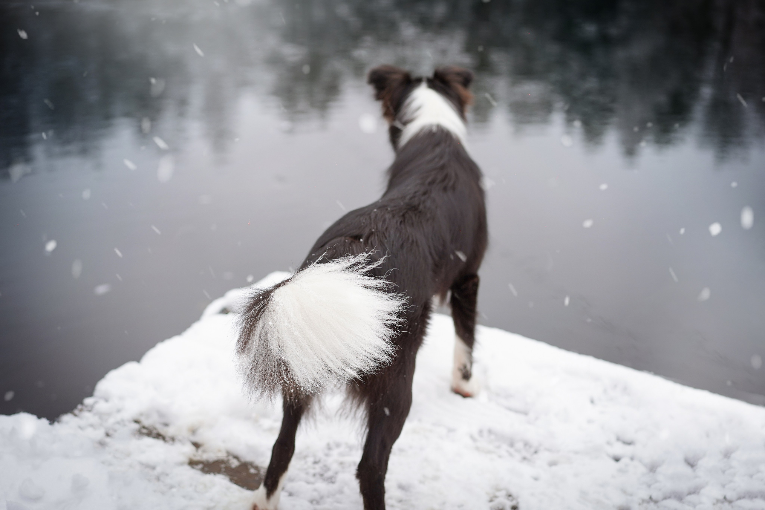 Юлия и Груша. Фотограф-анималист в Санкт-Петербурге Яна Мартынова