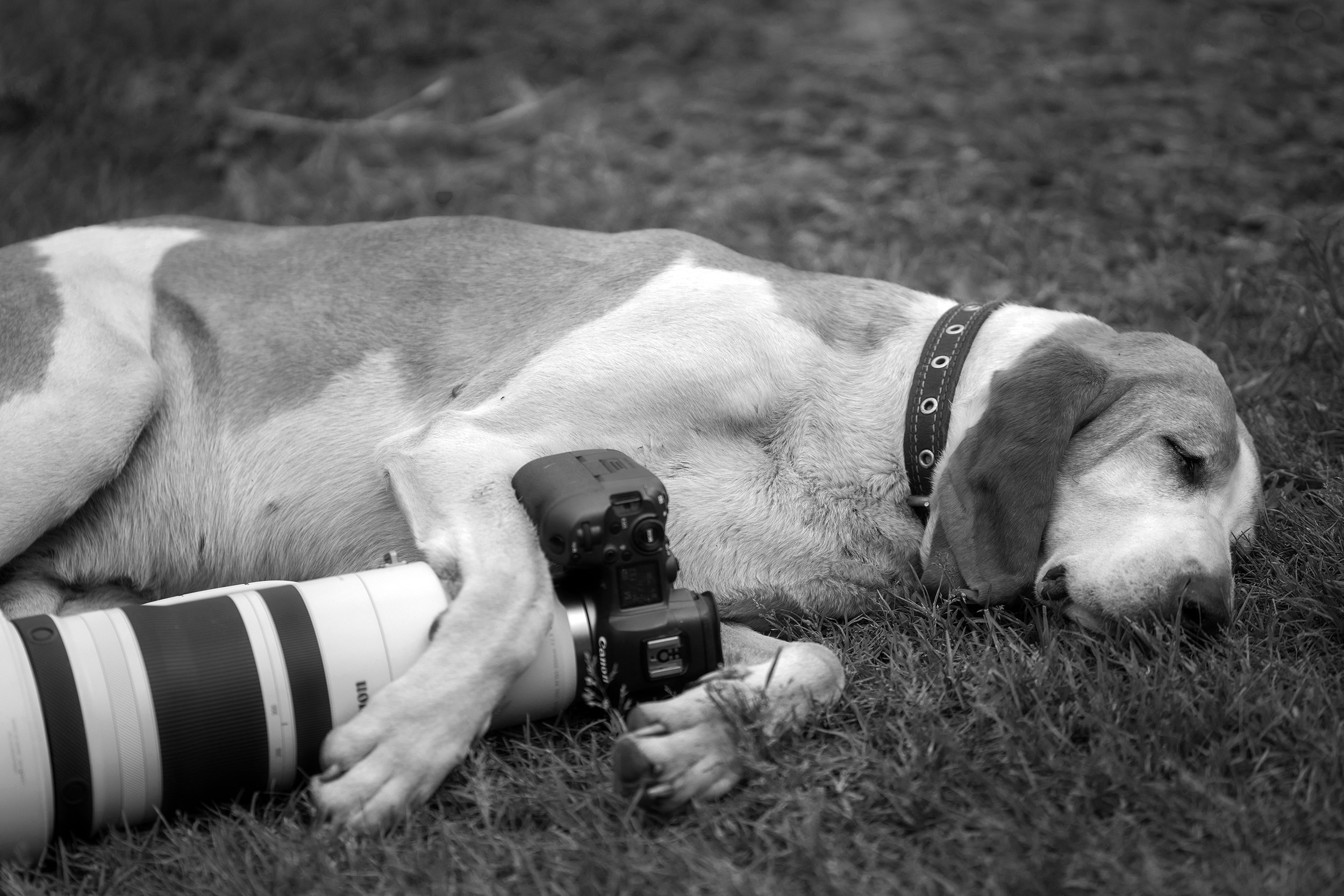 Собаки. Фотограф-анималист Юлия Удовенко