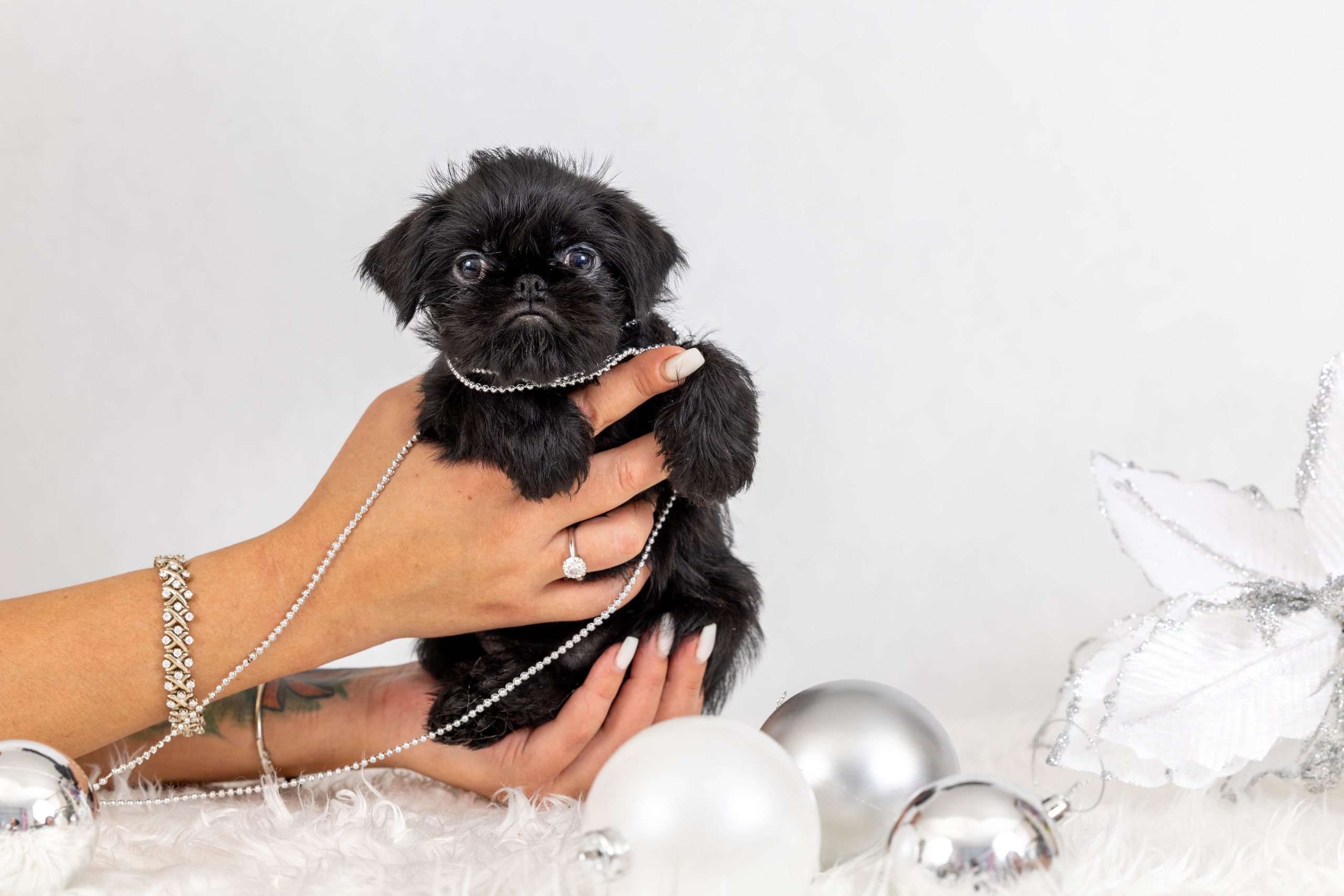 Фоны чёрный, белый, серый. Фотограф-анималист в Омске Екатерина Маричева