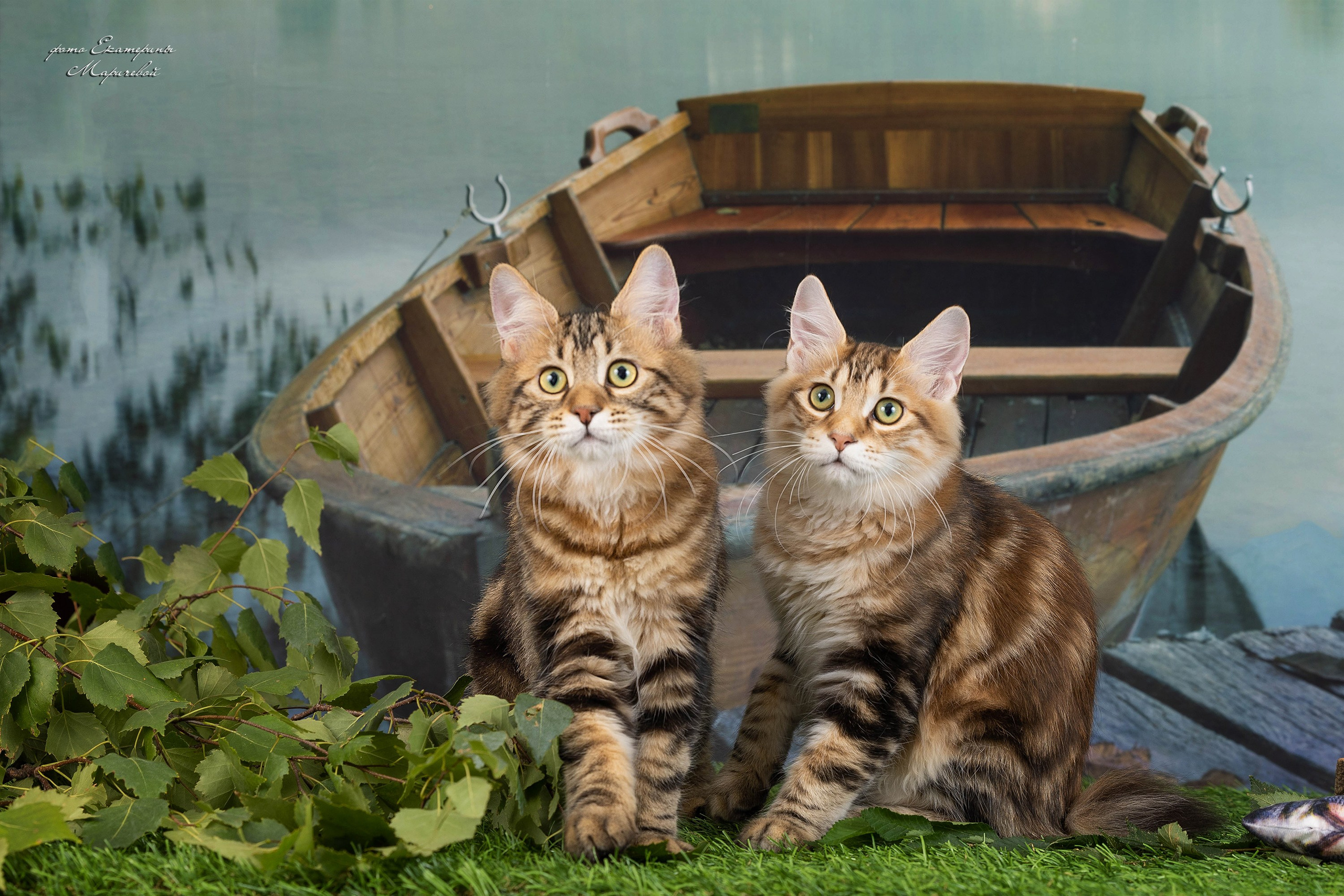 Галерея котят. Фотограф-анималист в Омске Екатерина Маричева