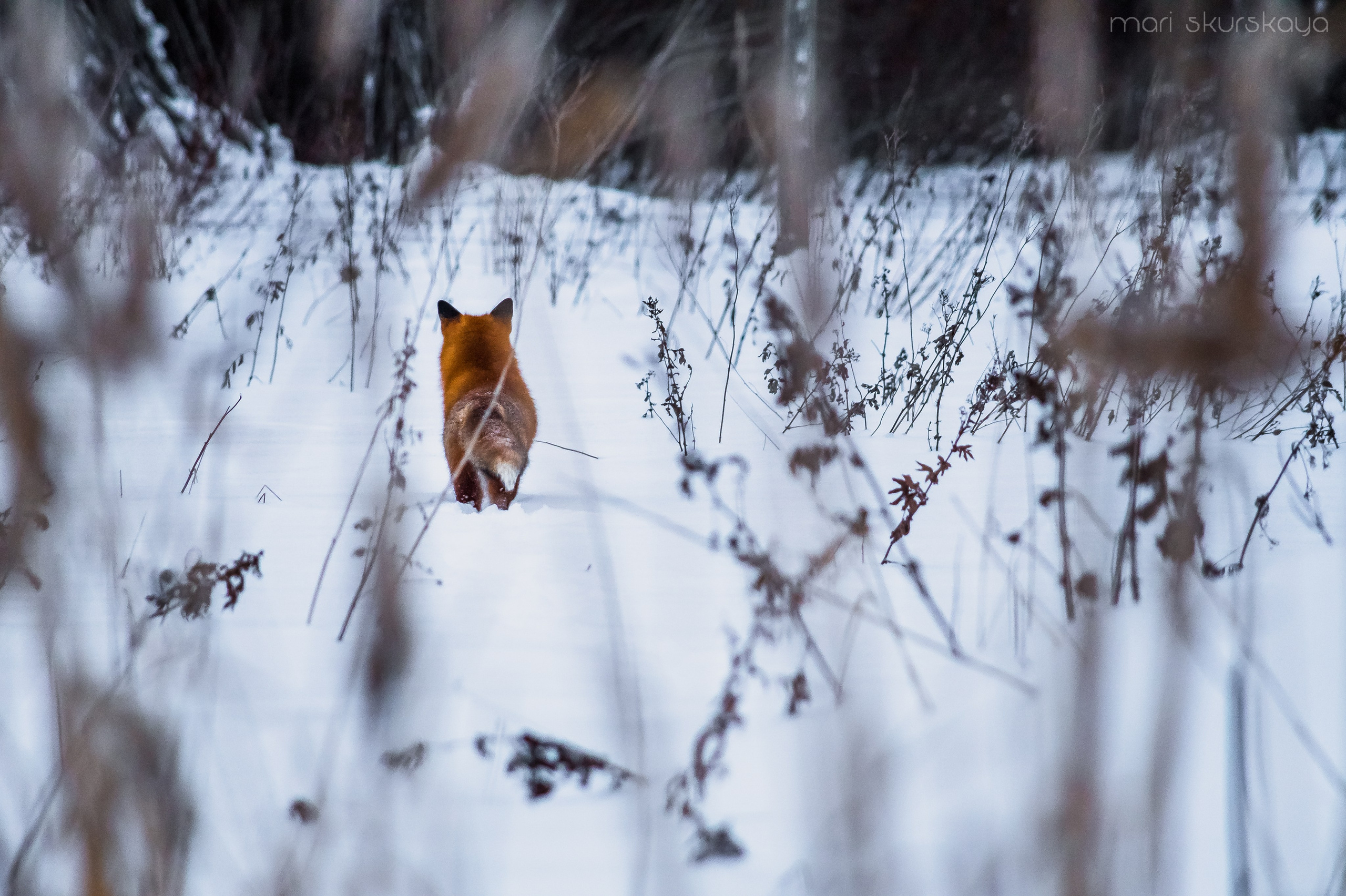 Природа. Мотофотограф в Санкт-Петербурге Мария Скурская