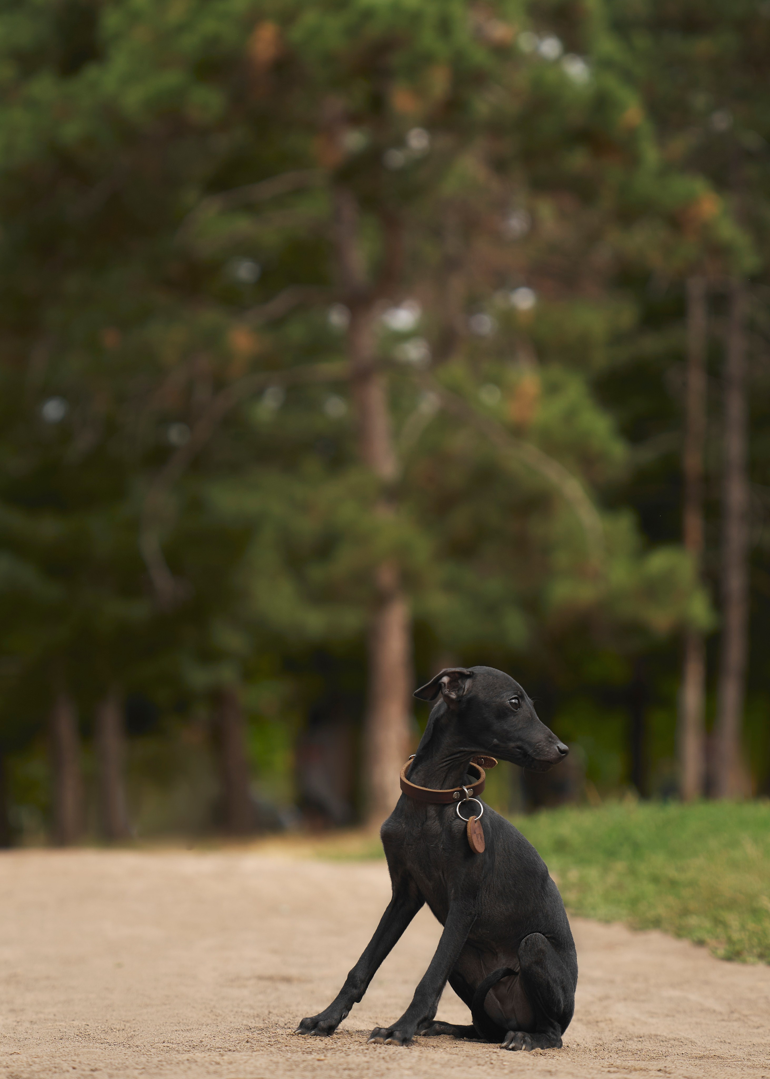 Животные отдельно