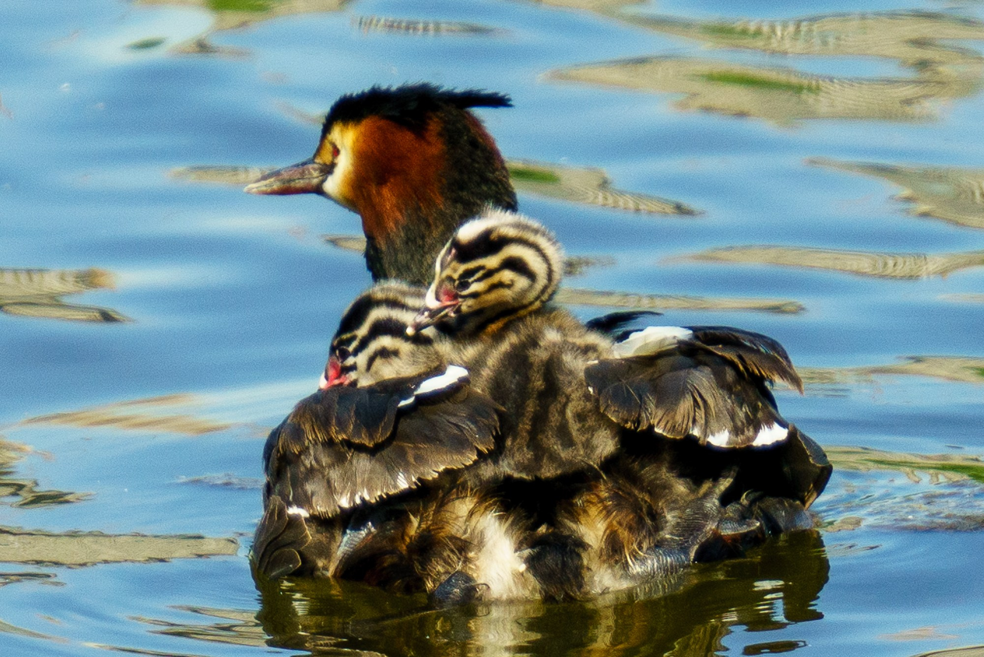 Удивительные мир птиц. Вокруг нас столько прекрасного — присмотритесь!. Ваш личный фотограф Марина Волкова