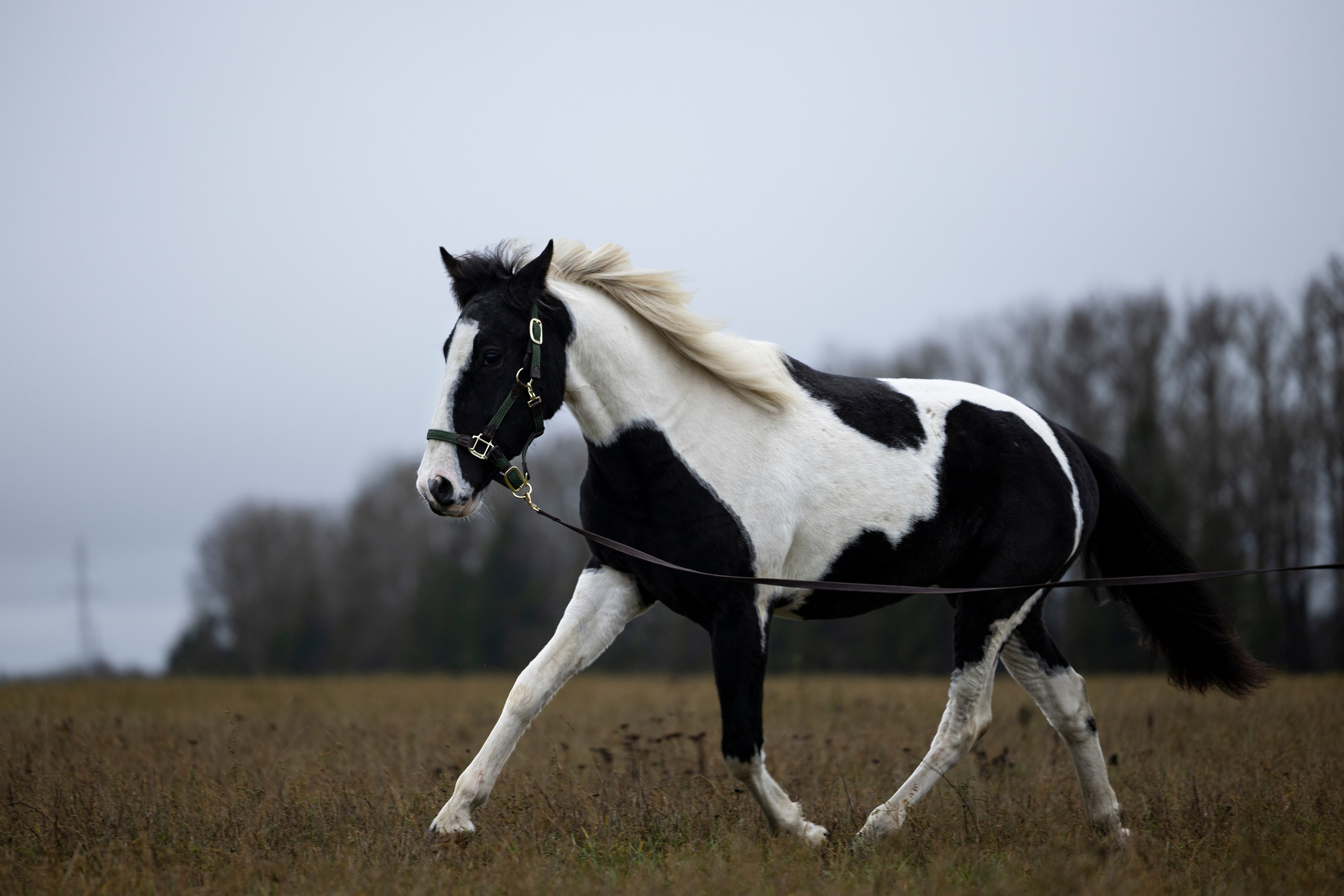 Дракарис и Кейси. Фотограф-анималист Анна Маринич