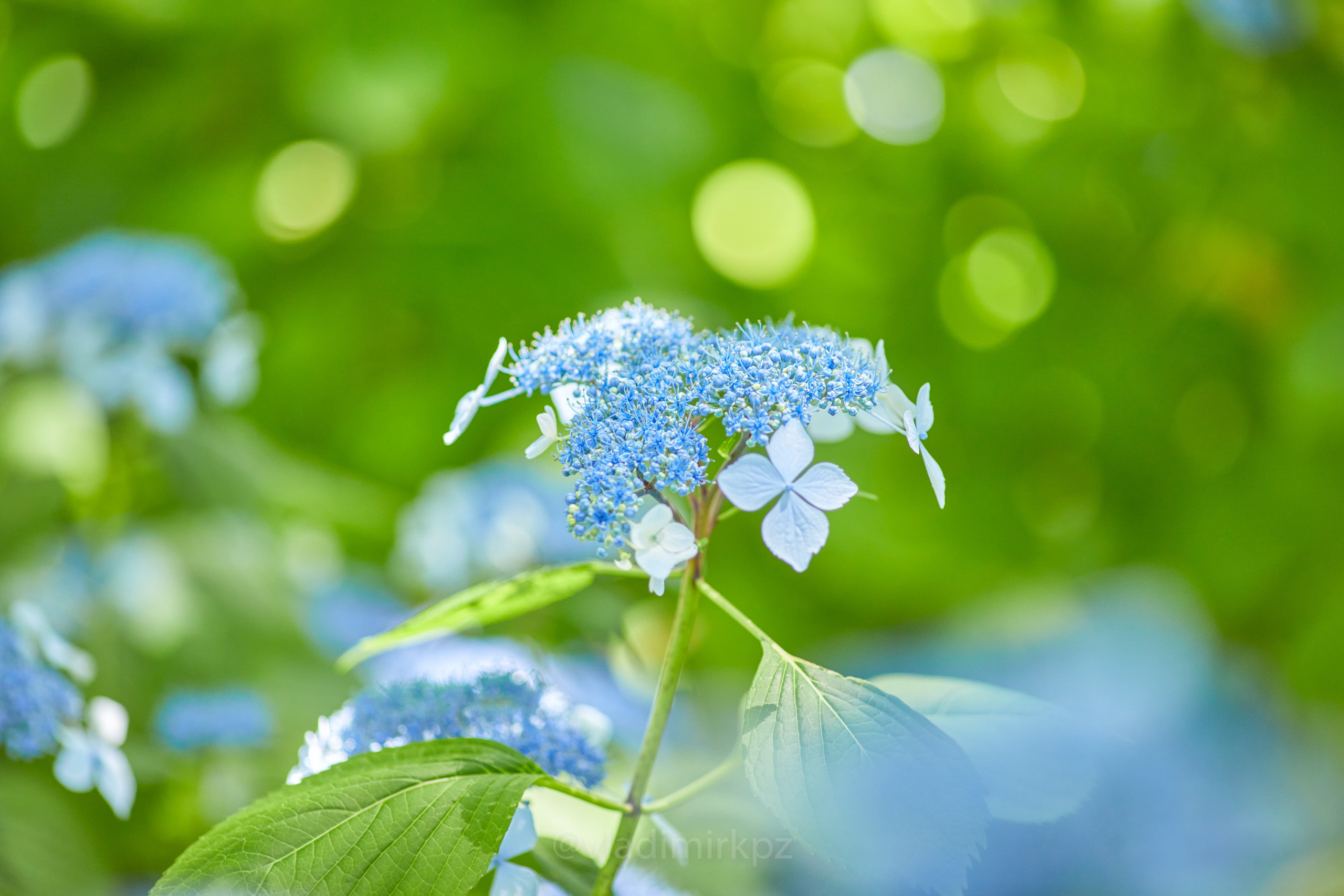 Пртретная фотосъемка в абхазии. Фотограф Абхазия