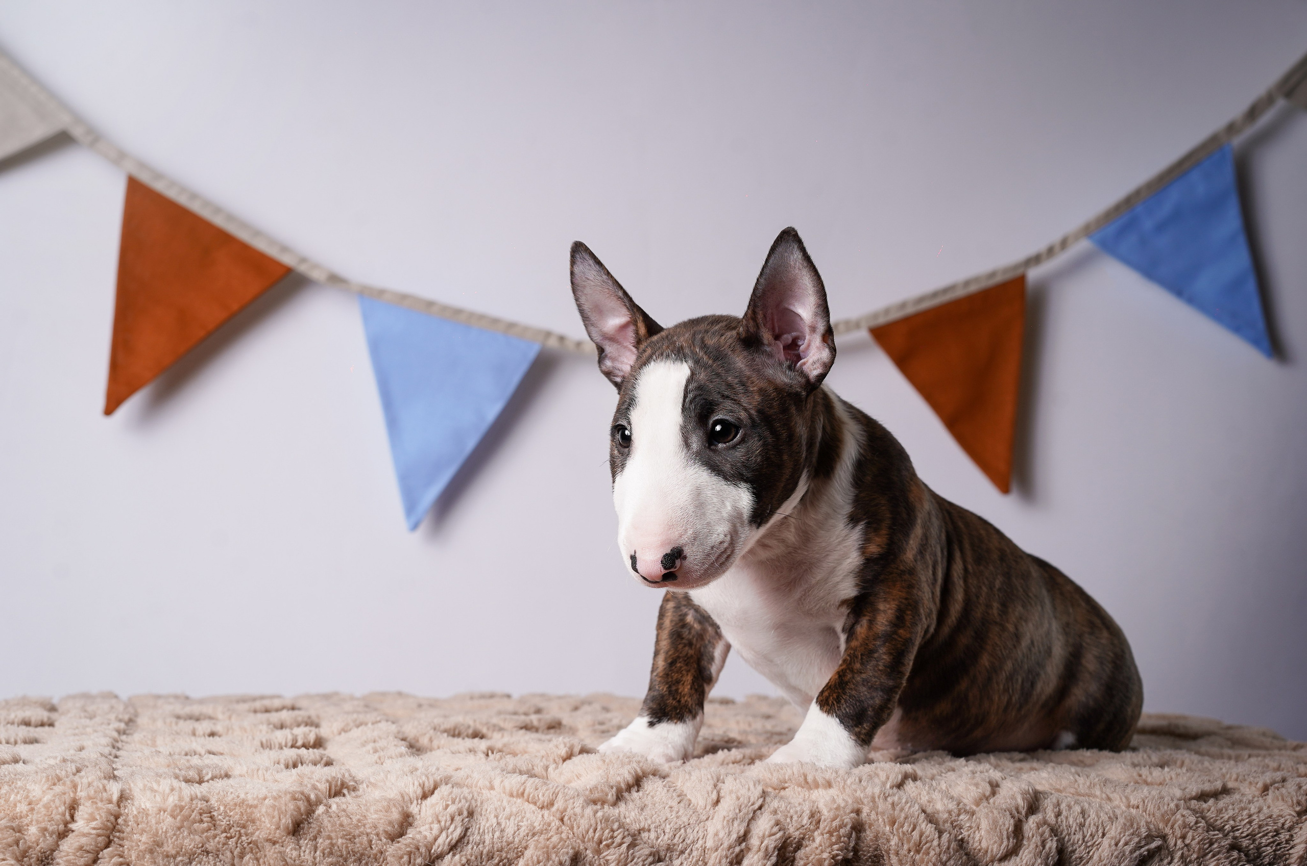Щенки минибультерьера. Фотограф-анималист в Санкт-Петербурге Яна Мартынова
