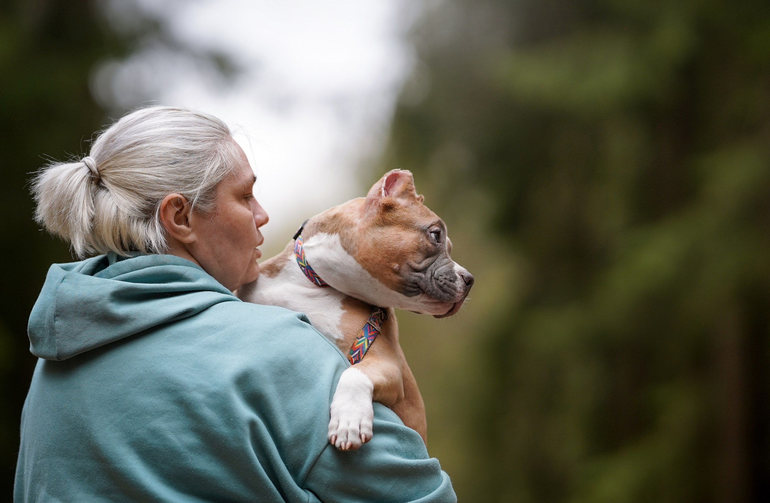 Щенки булли. Фотограф-анималист в Санкт-Петербурге Яна Мартынова