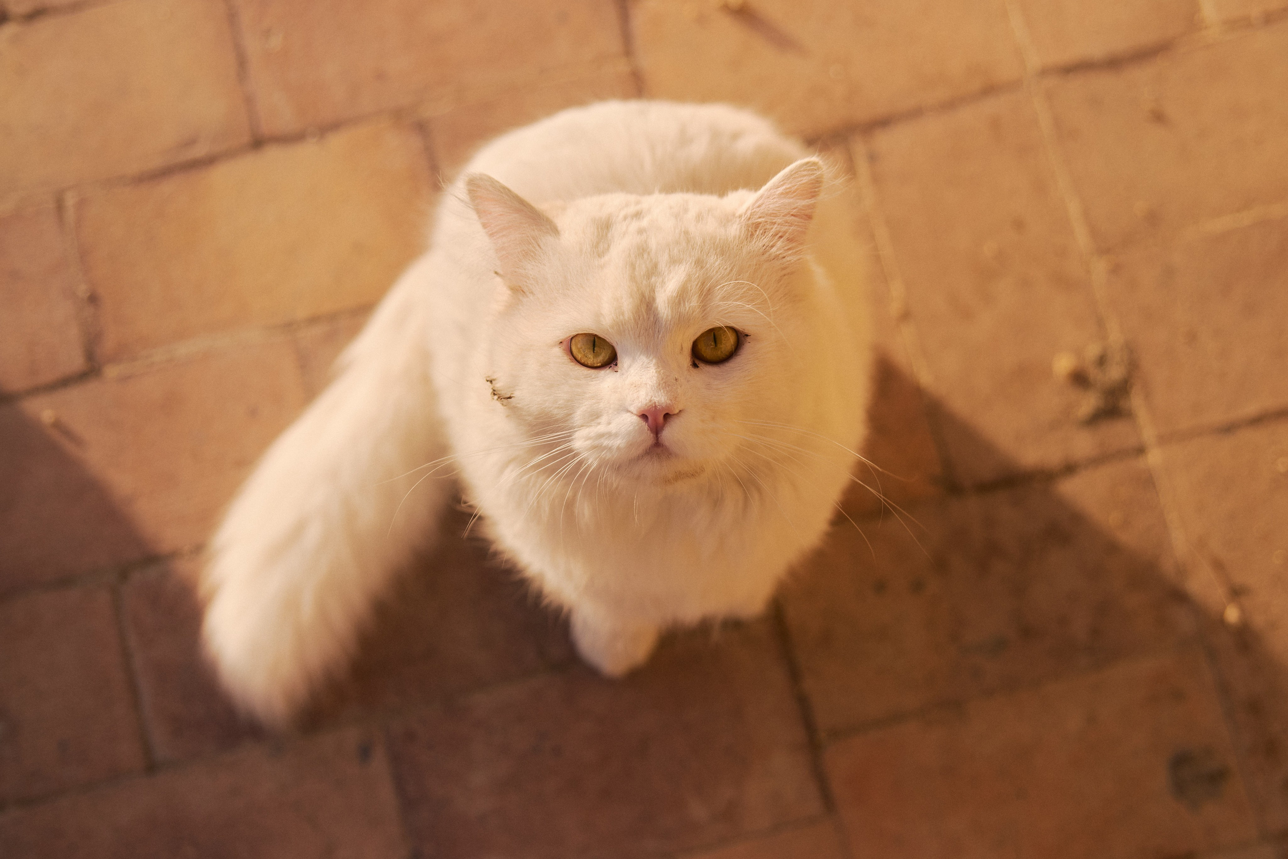 Улица горизонтальная. Jorgis — фотограф в Хургаде / обучение фотографии