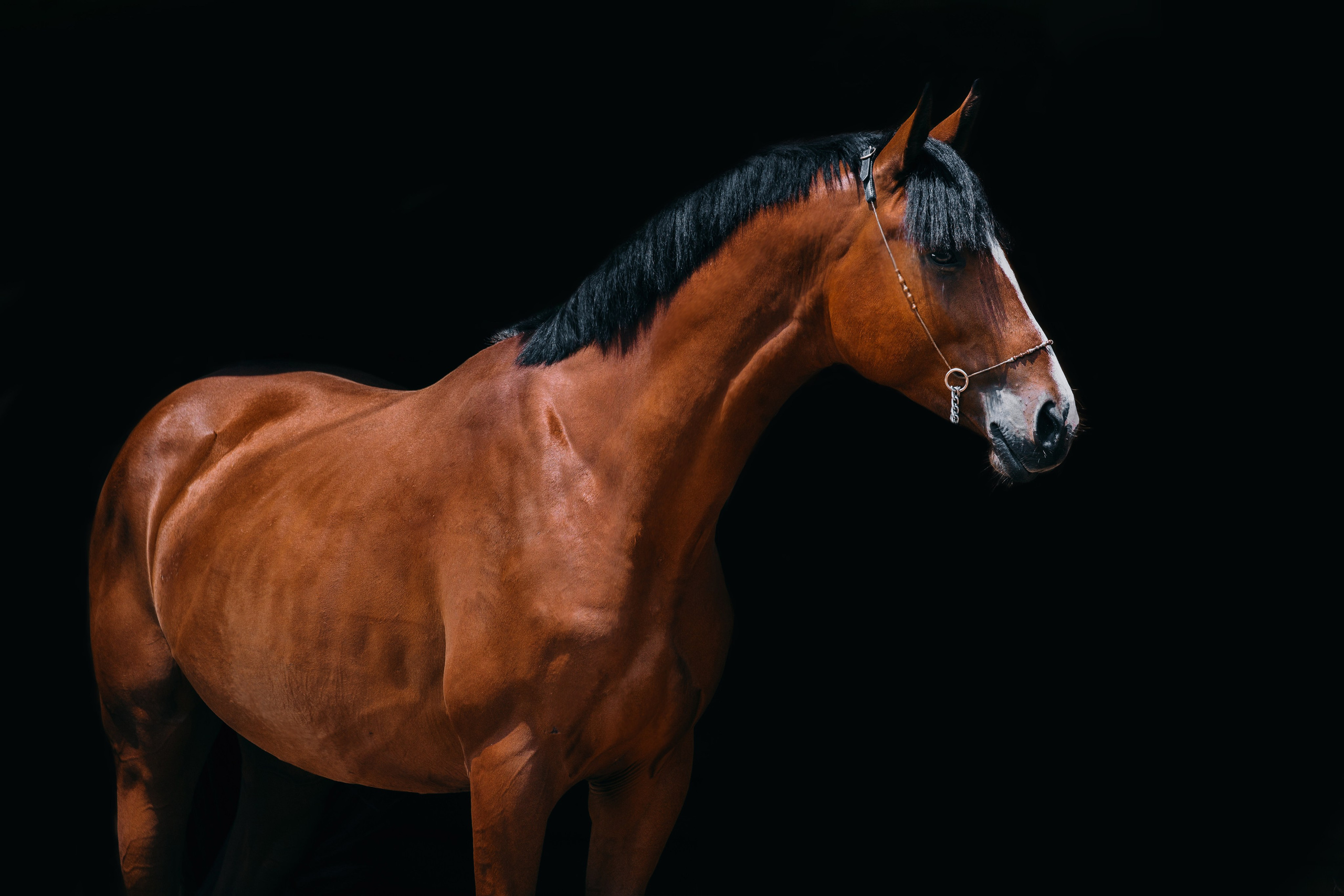 На черном фоне. Фотограф-анималист Ксендзова Кристина