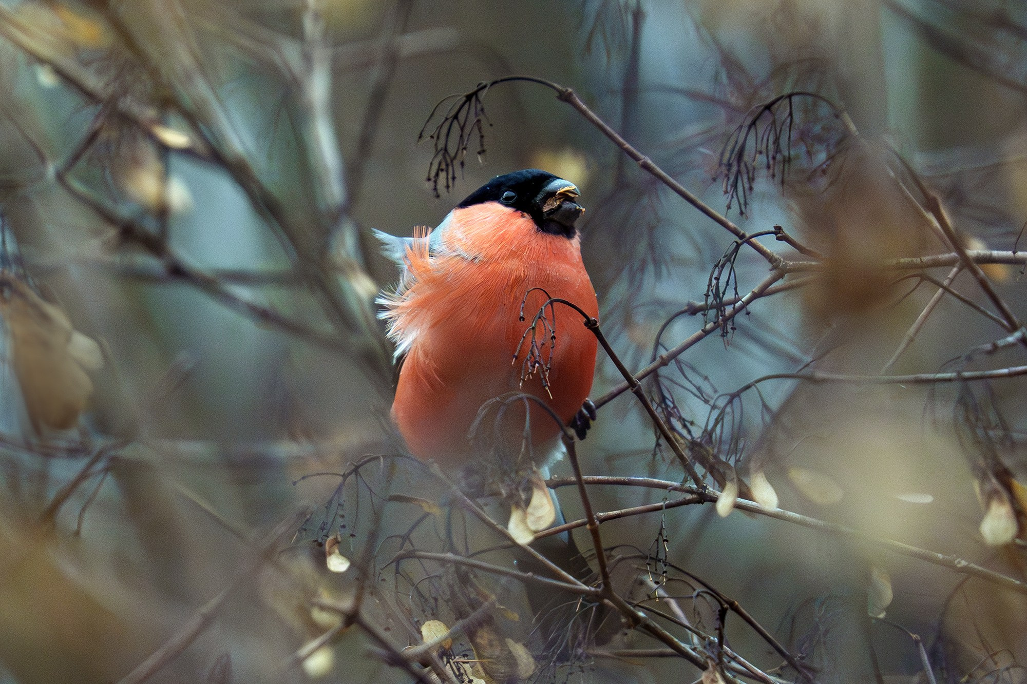 Удивительные мир птиц. Вокруг нас столько прекрасного — присмотритесь!. Ваш личный фотограф Марина Волкова