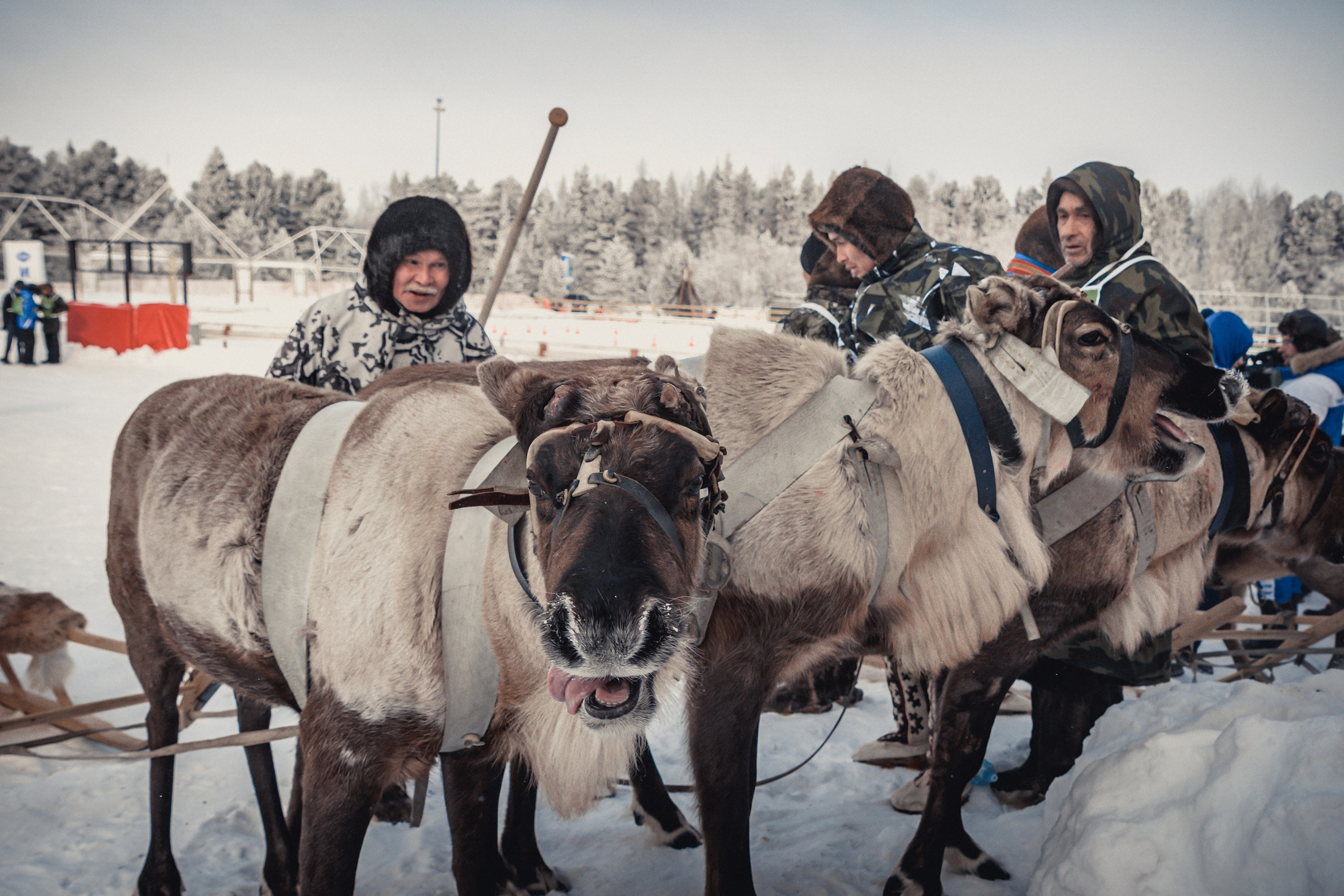 Конкурс оленеводов. Фотограф в Ханты-Мансийске Евгений Жуланов