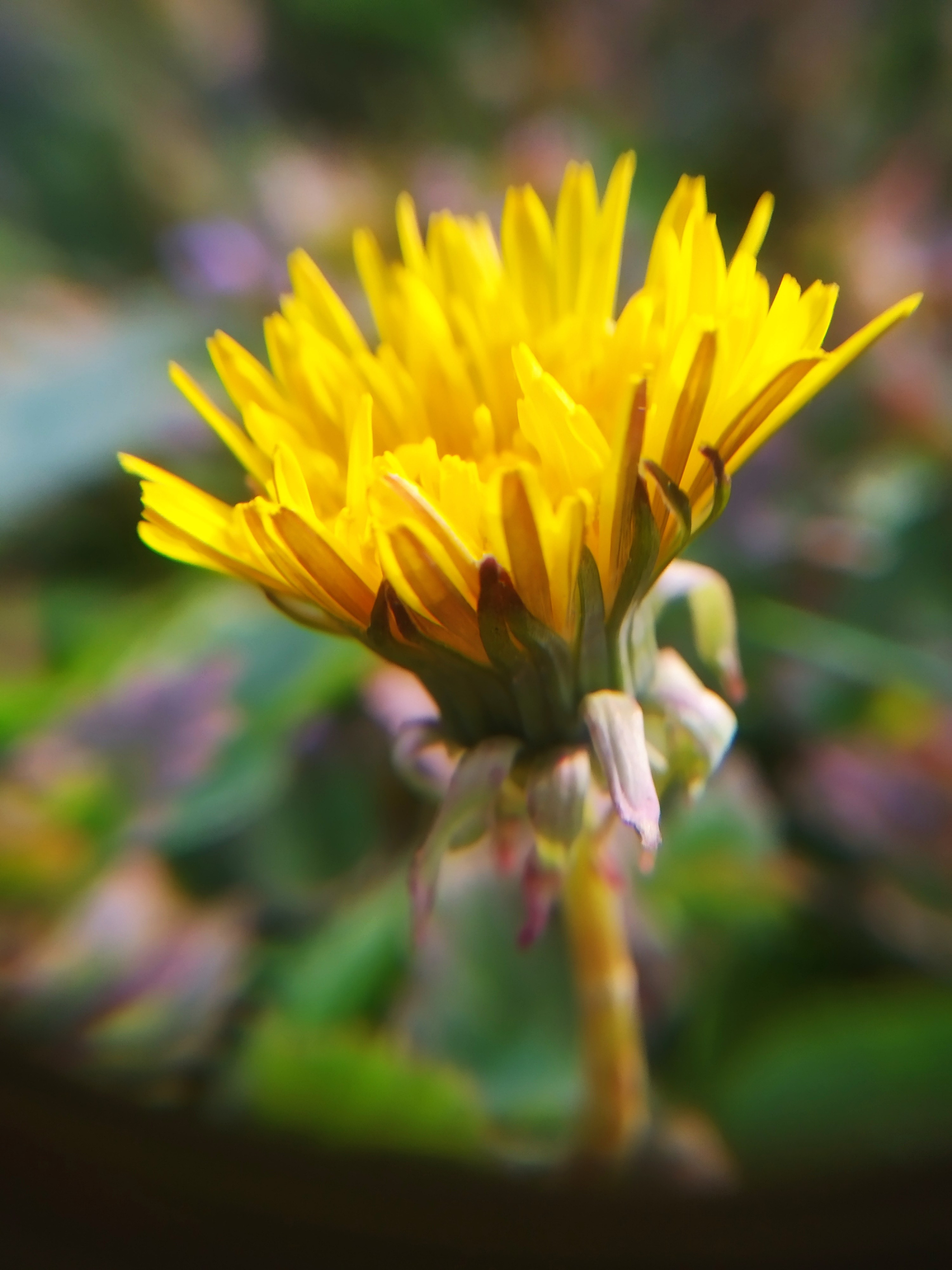 Цветы в Москве